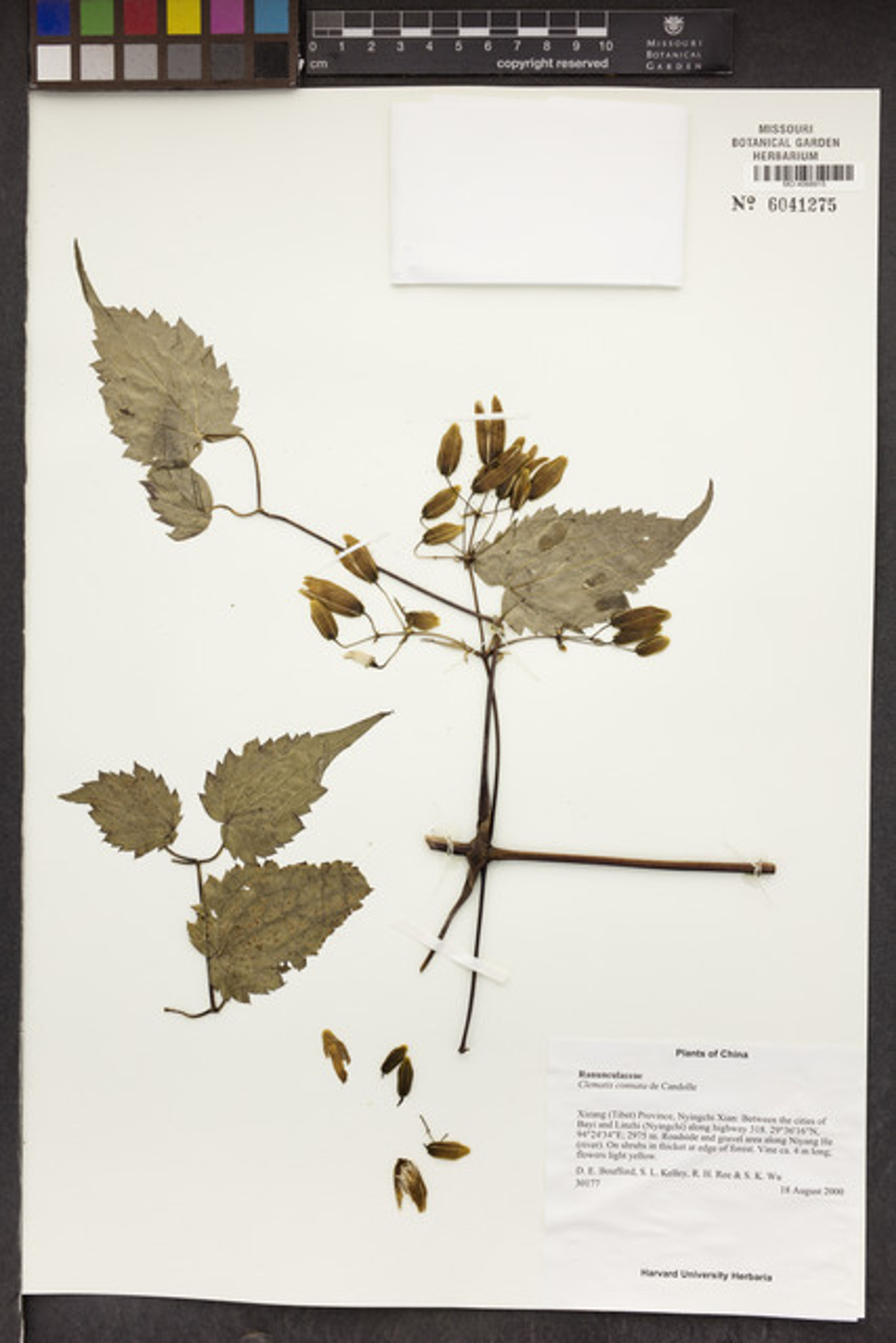 Clematis connata - 95