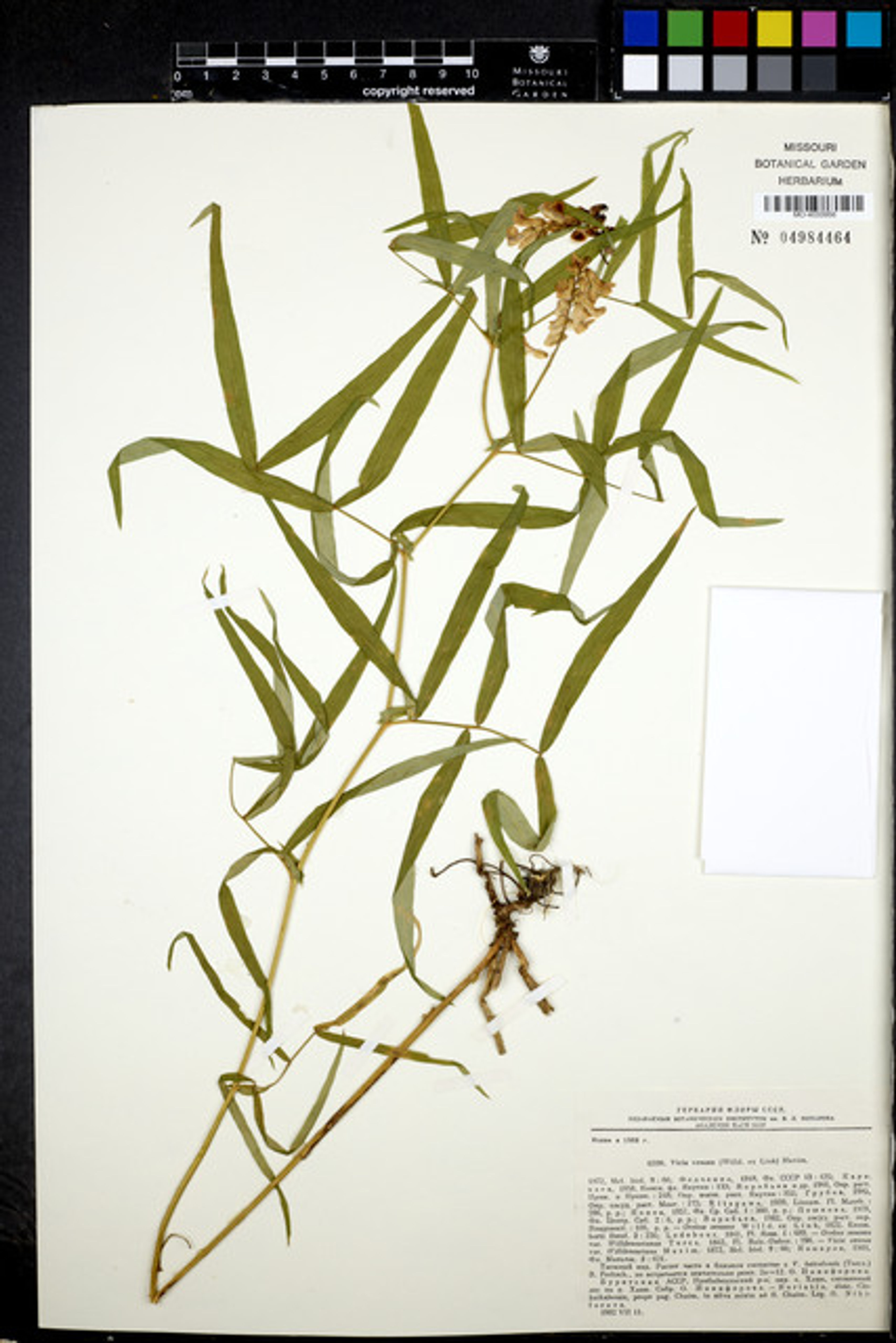 Vicia venosa - 48