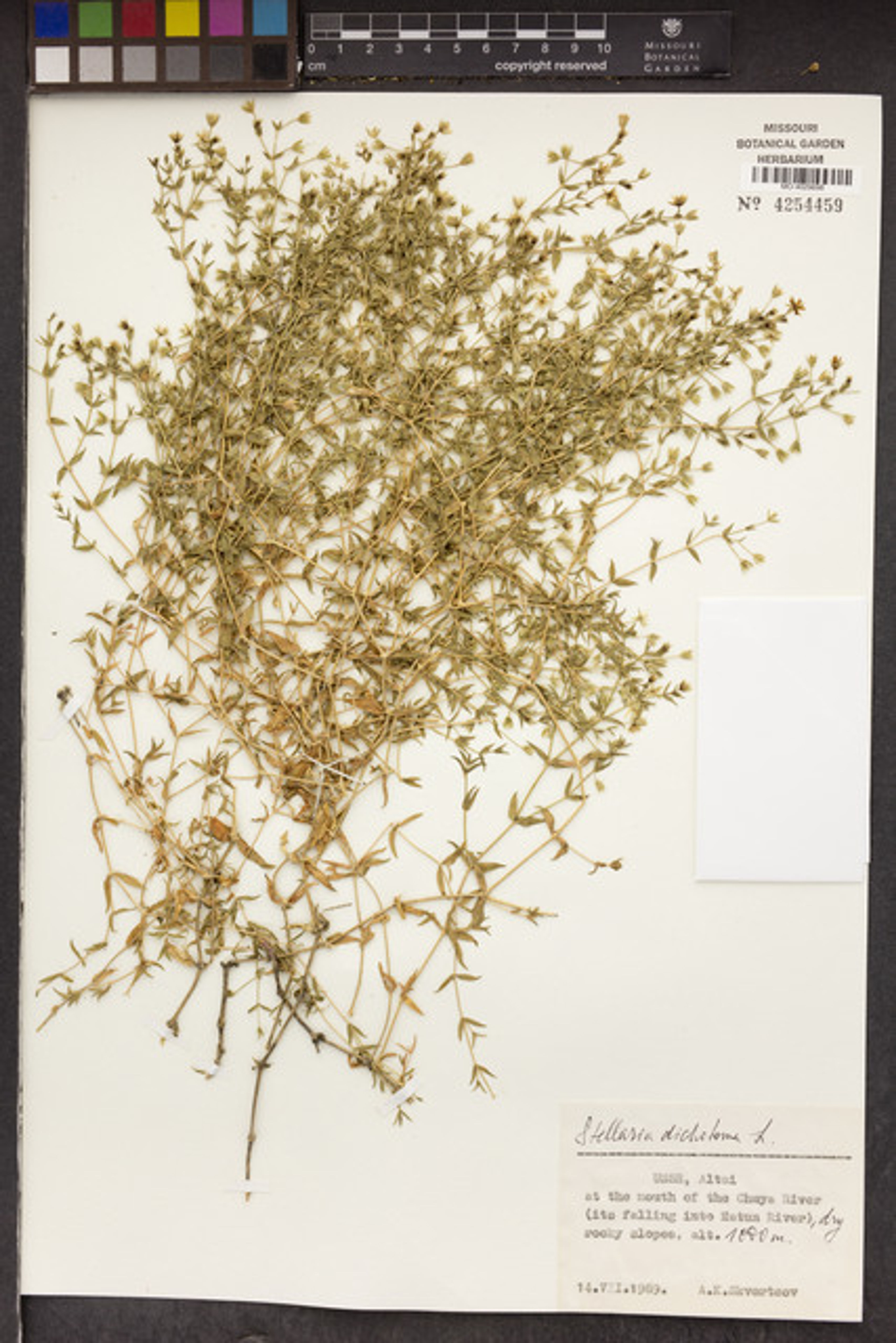 Stellaria dichotoma - 26
