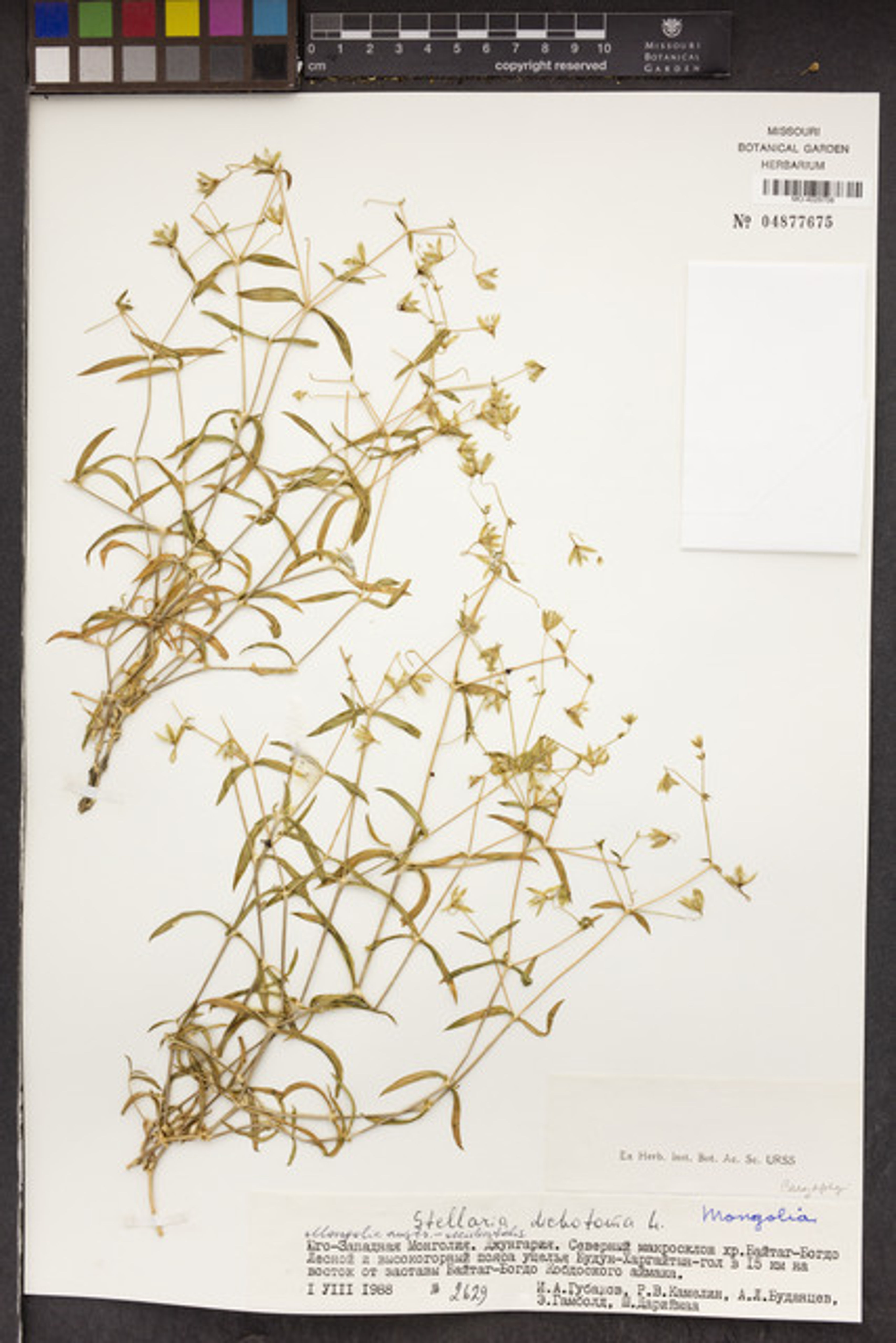 Stellaria dichotoma - 17