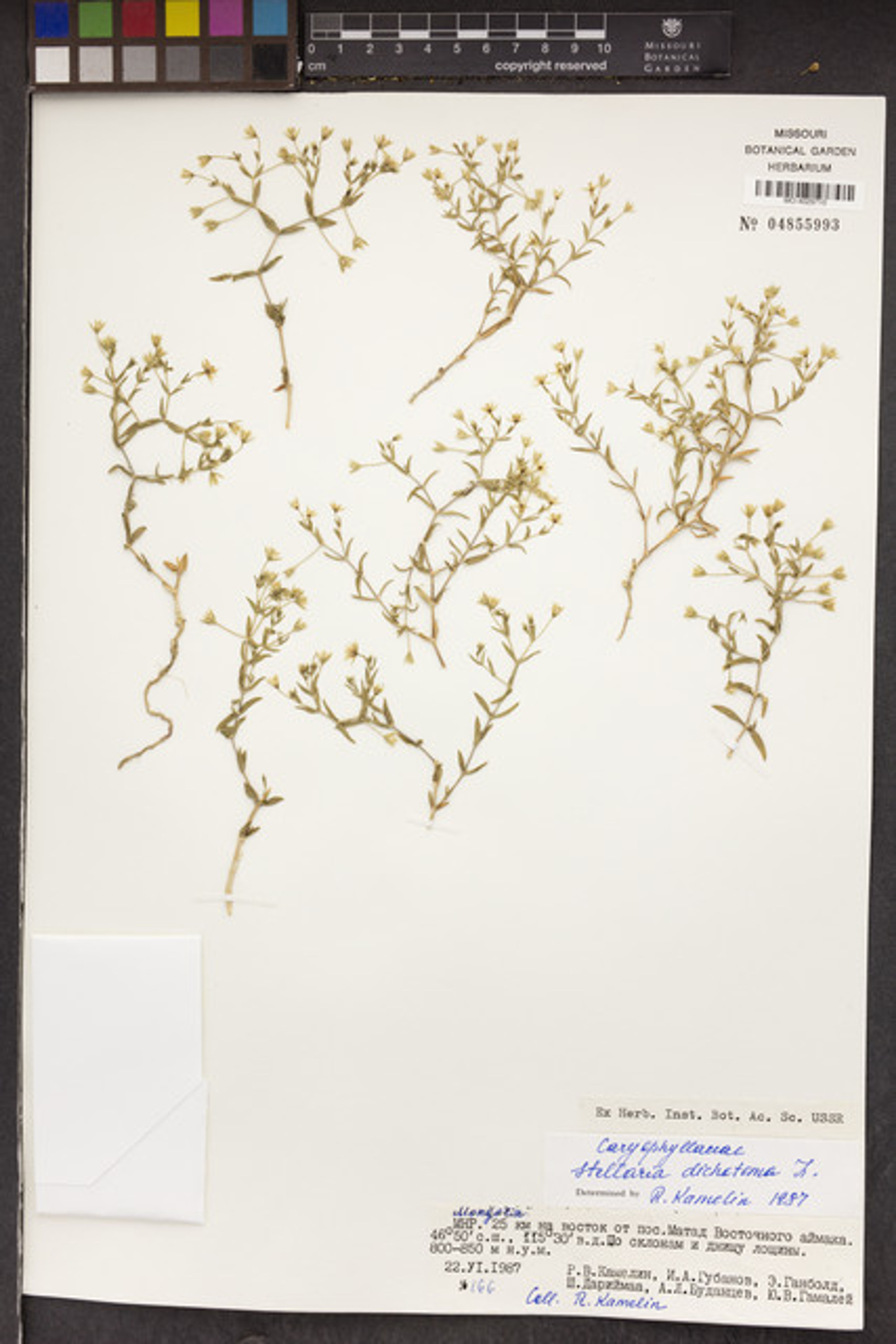 Stellaria dichotoma - 3