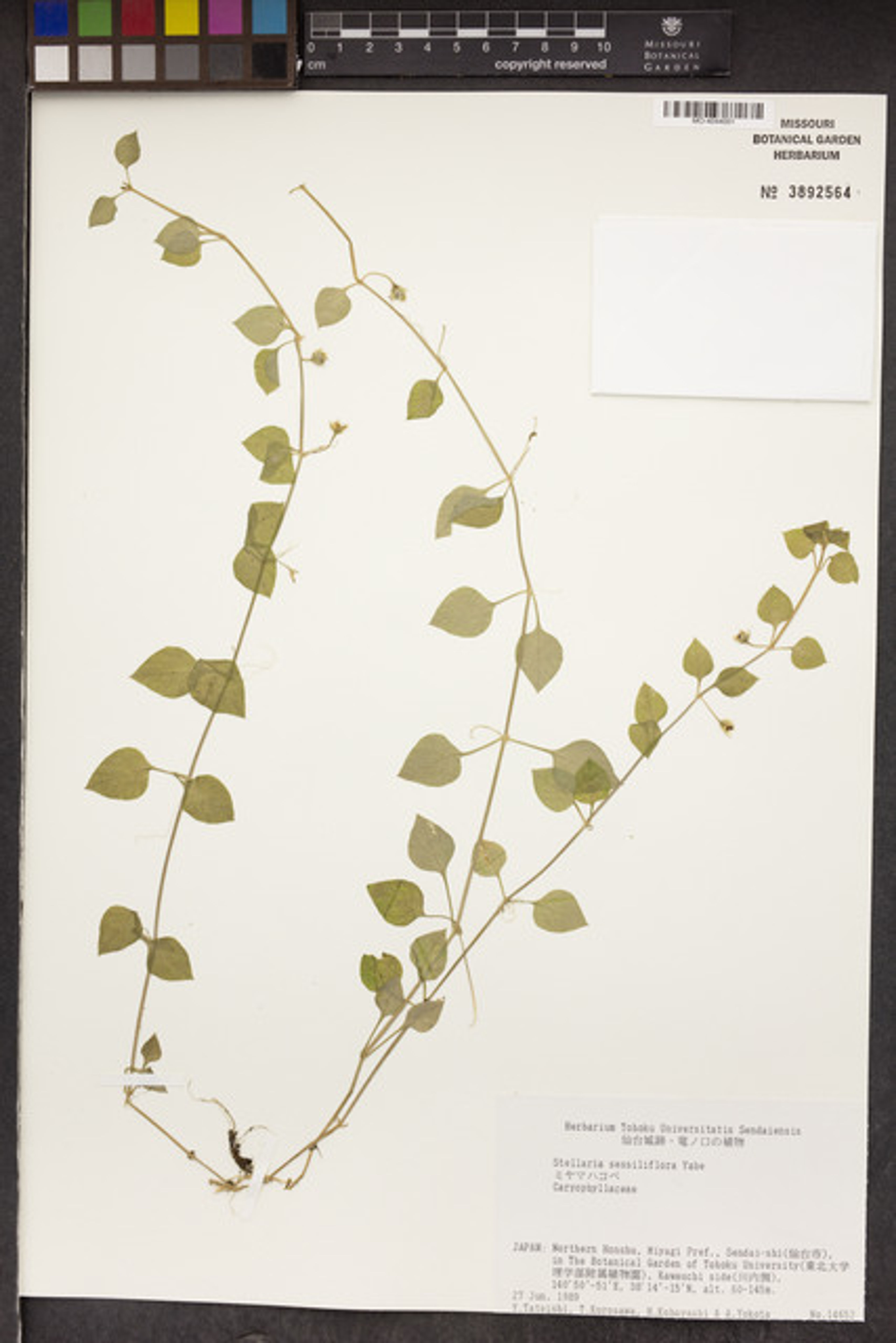 Stellaria sessiliflora - 6