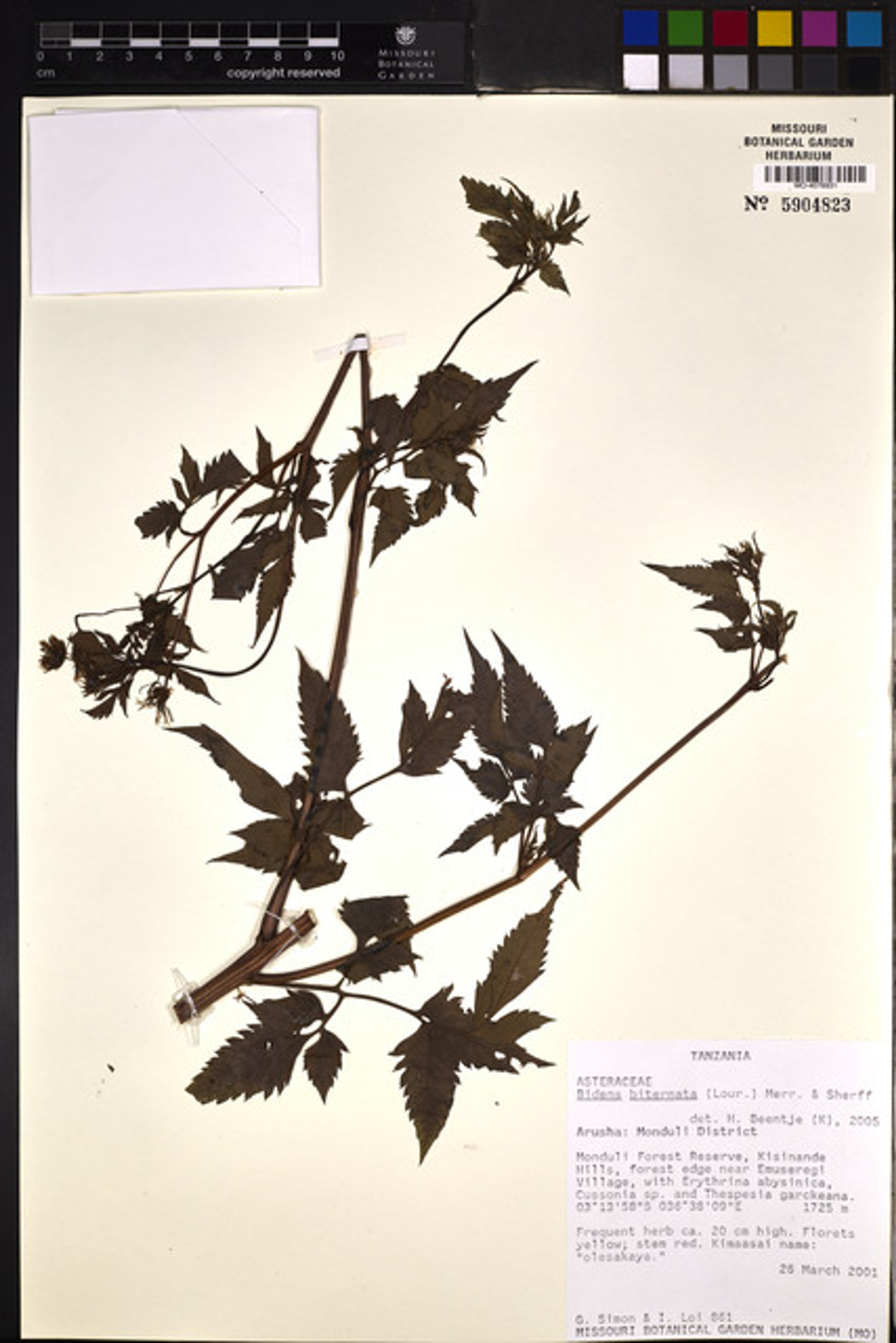 Bidens biternata - 188