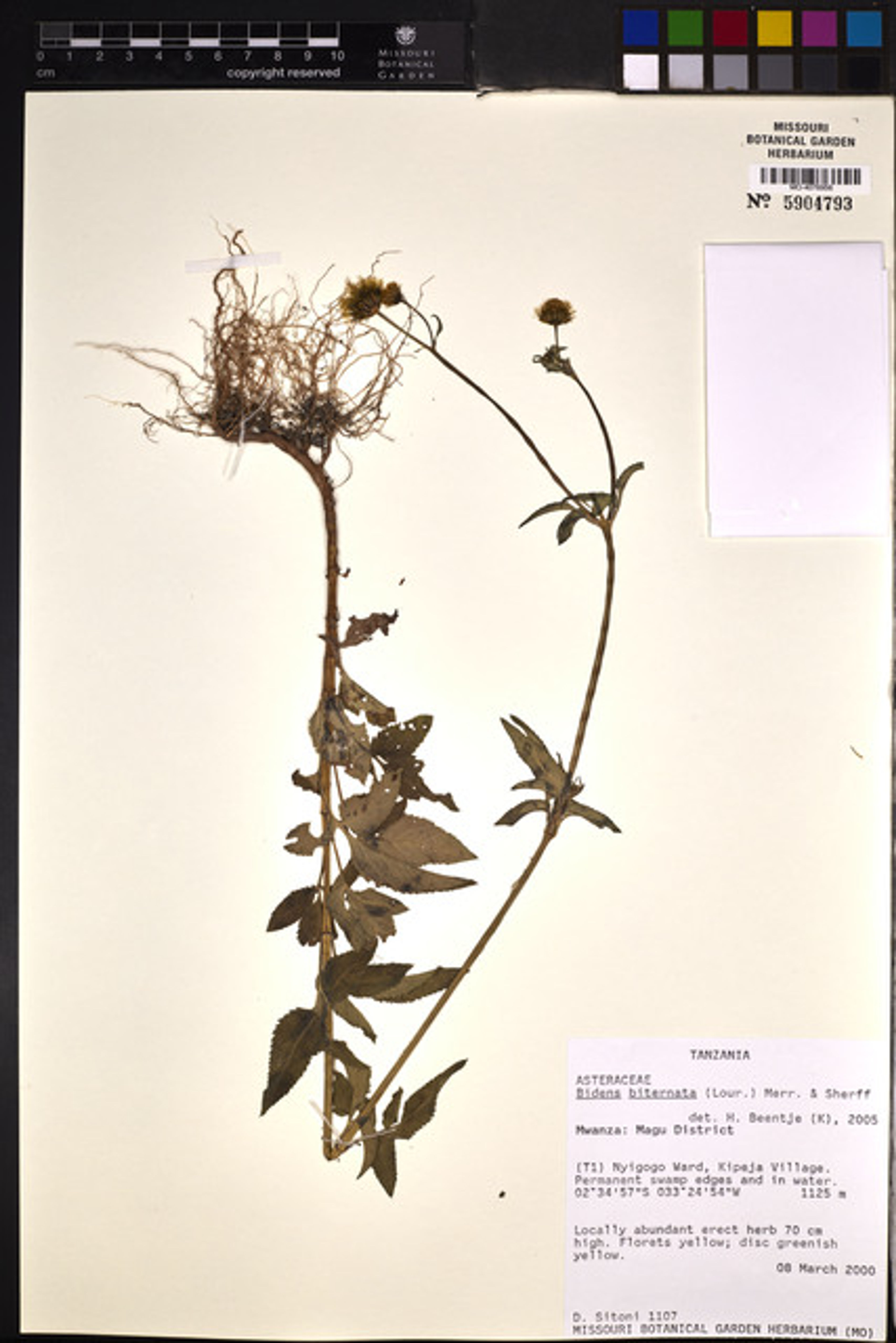 Bidens biternata - 16