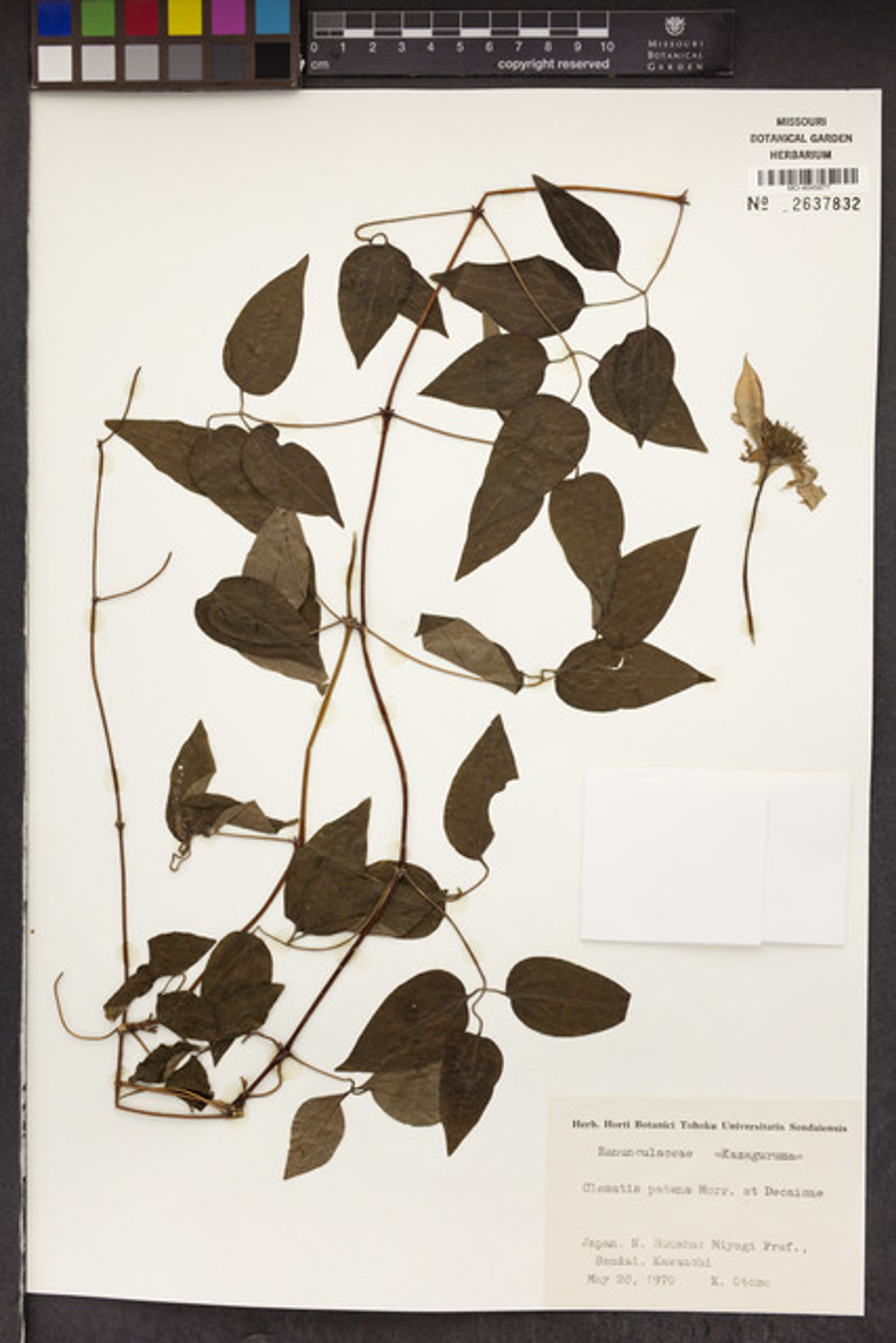 Clematis patens - 360