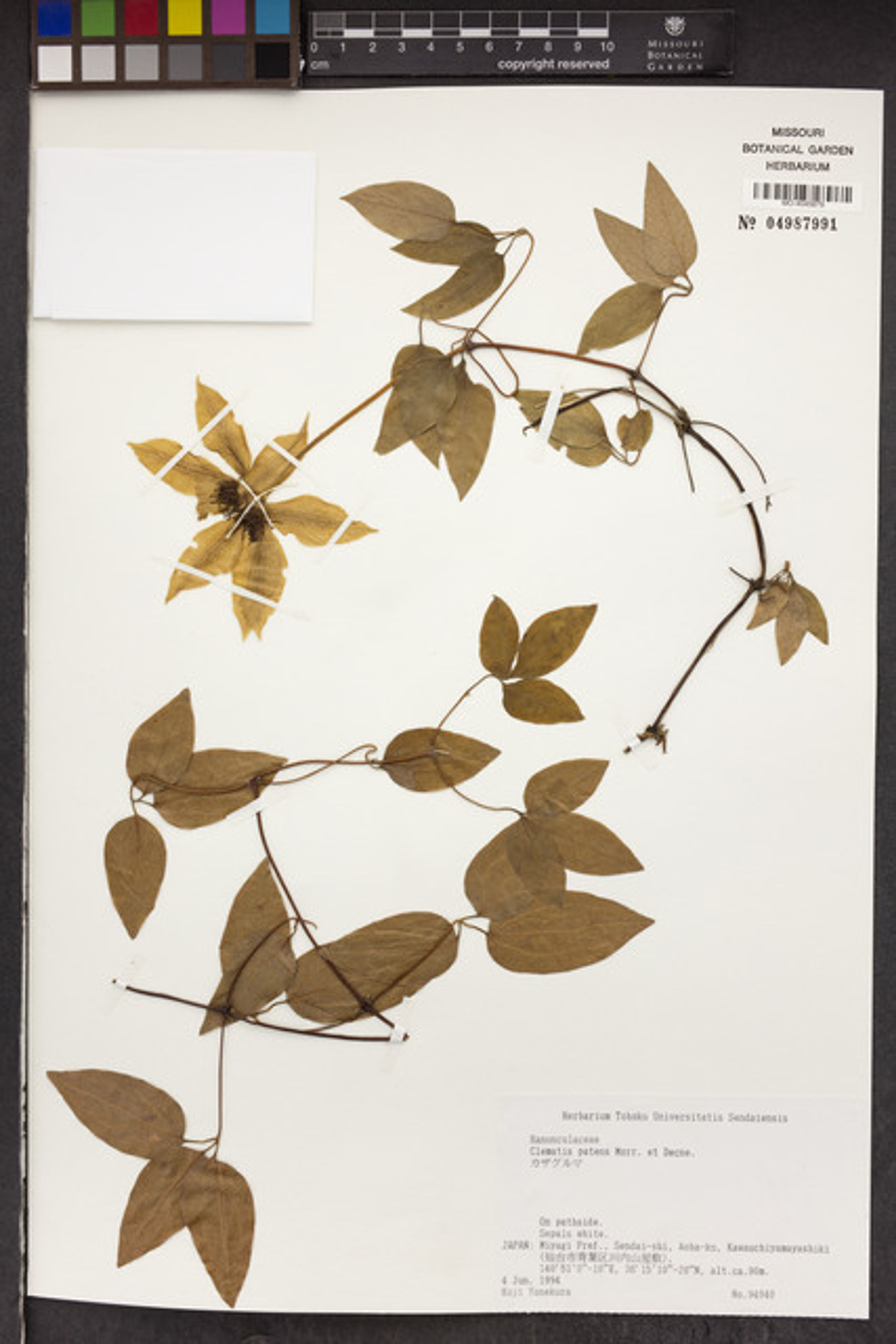 Clematis patens - 265