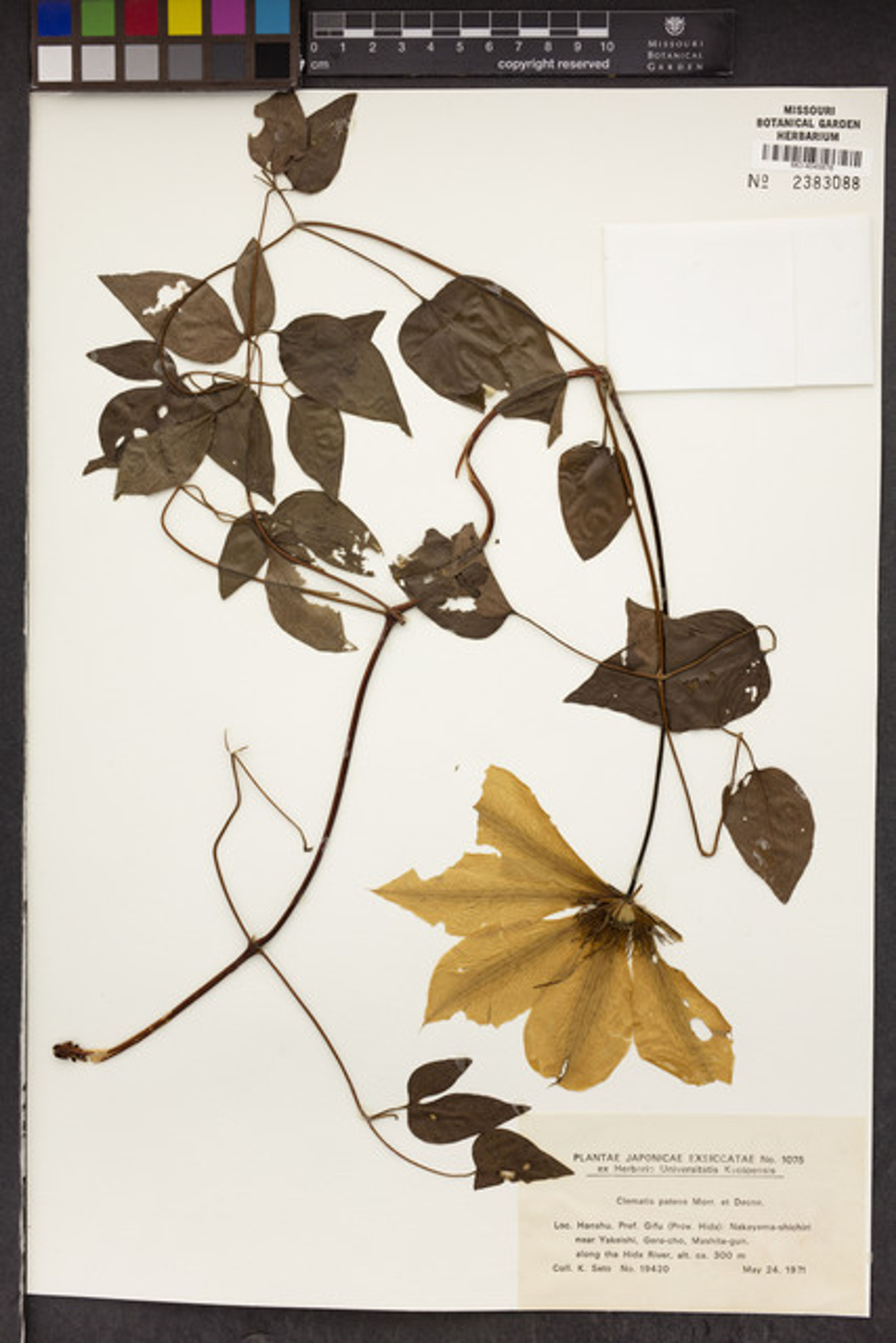 Clematis patens - 692