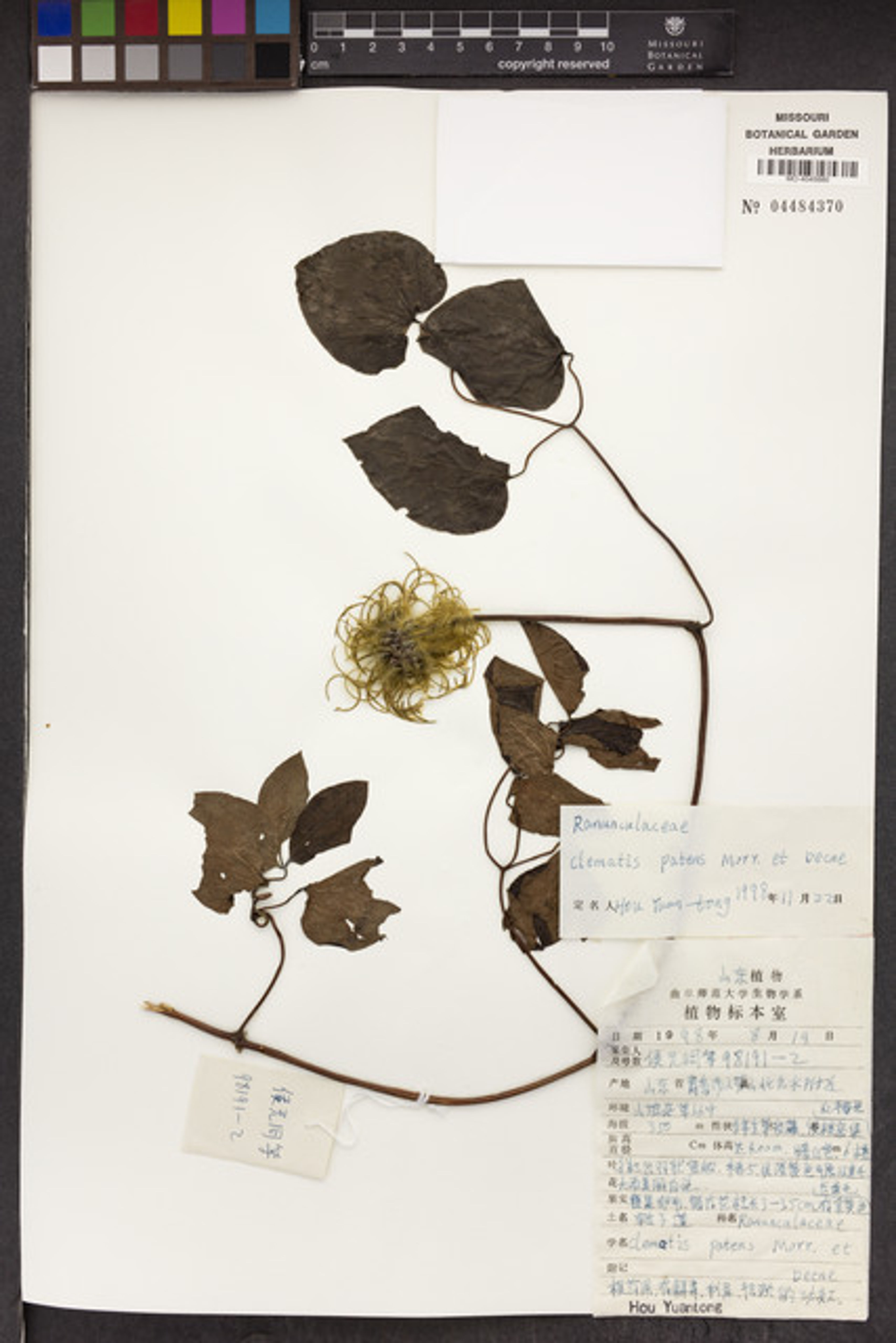 Clematis patens - 170
