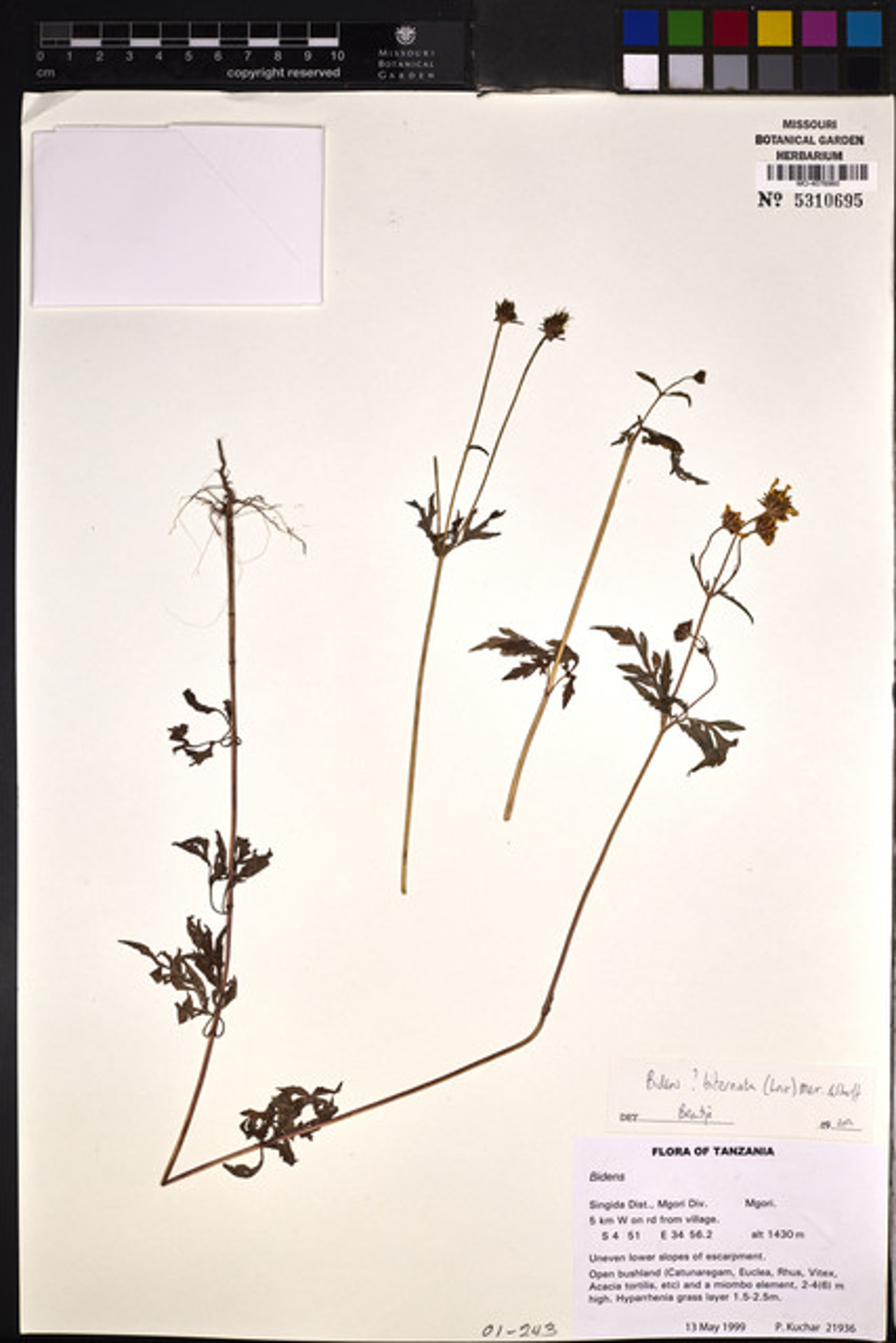 Bidens biternata - 26
