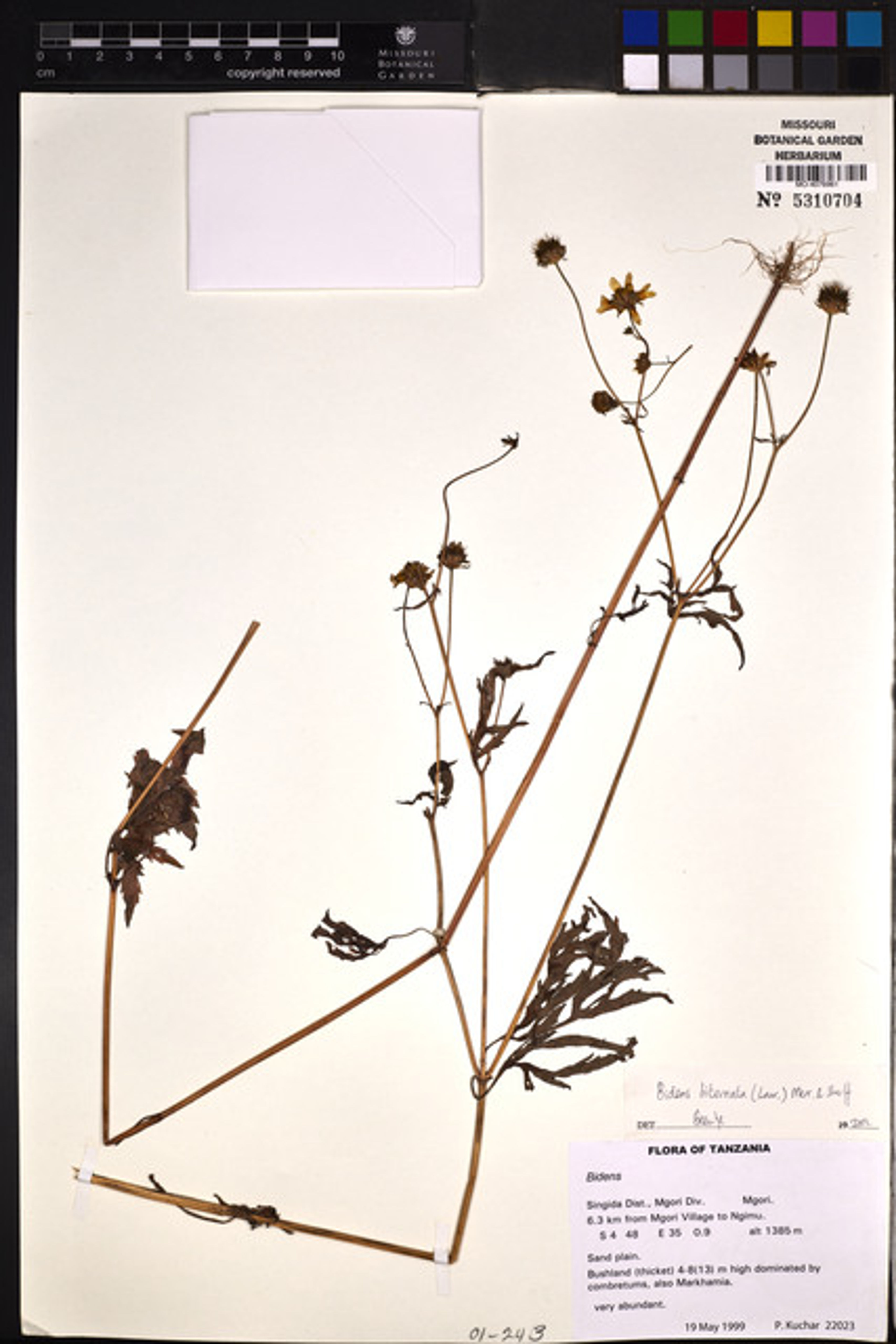 Bidens biternata - 98