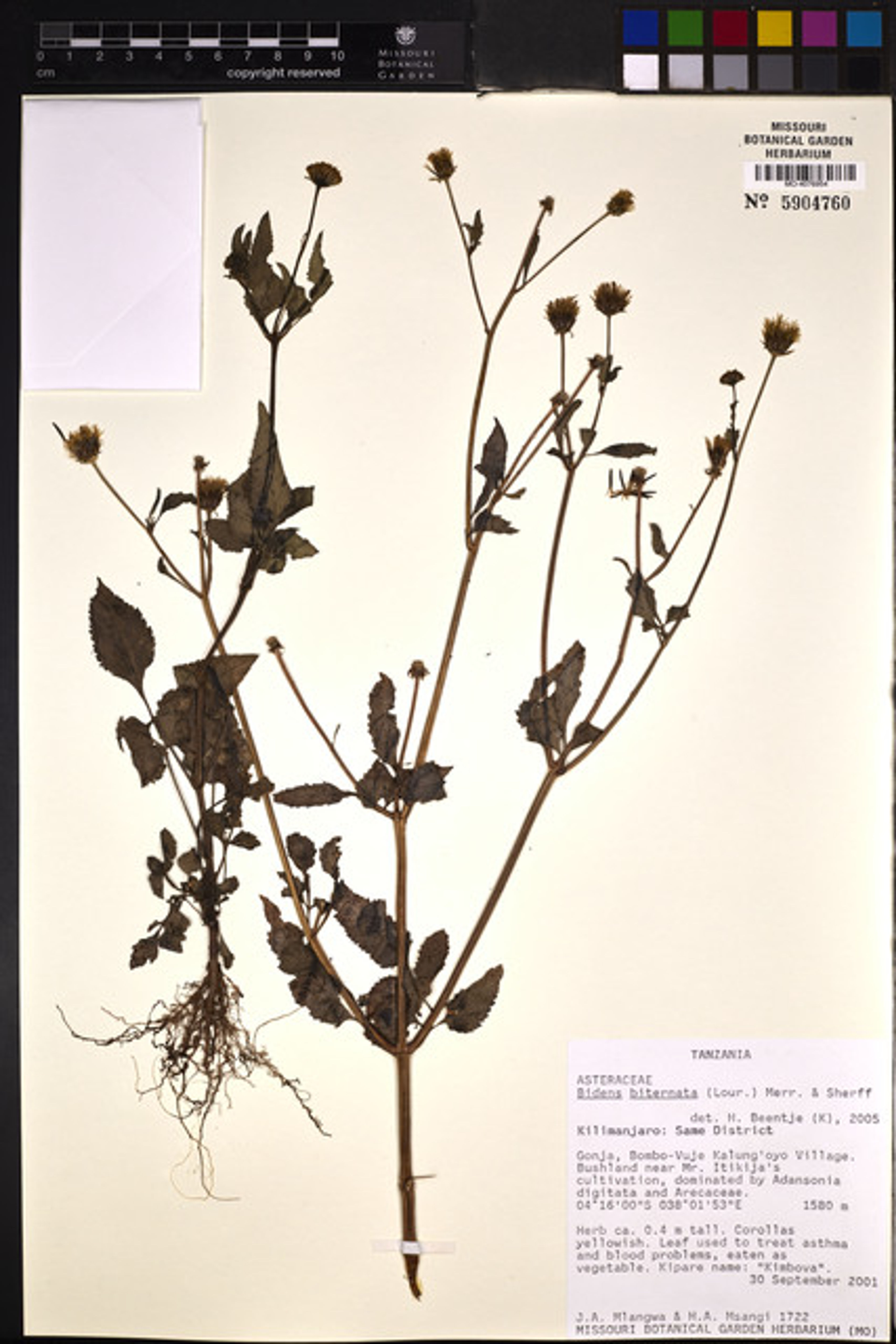 Bidens biternata - 163