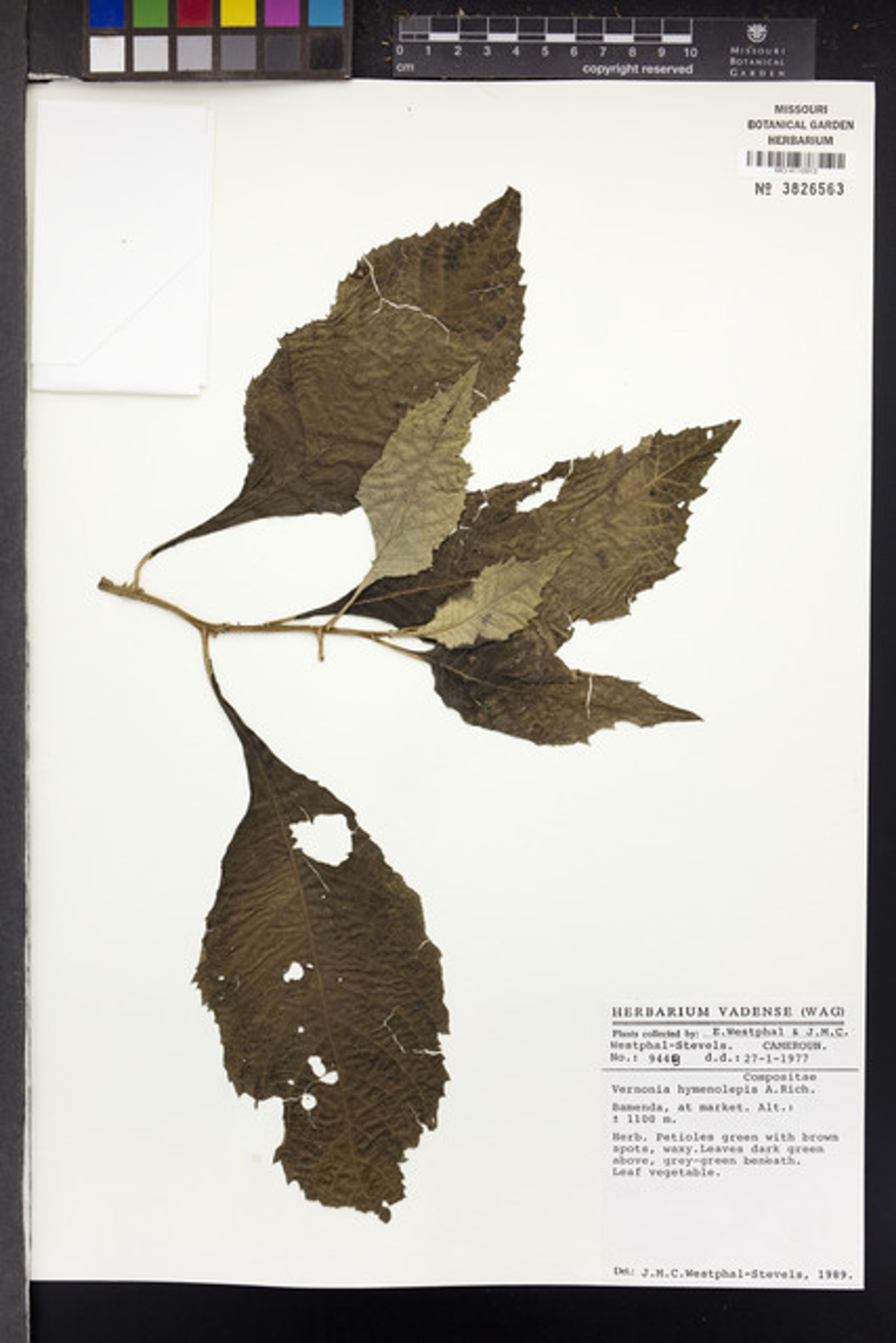 Baccharoides hymenolepis - 81