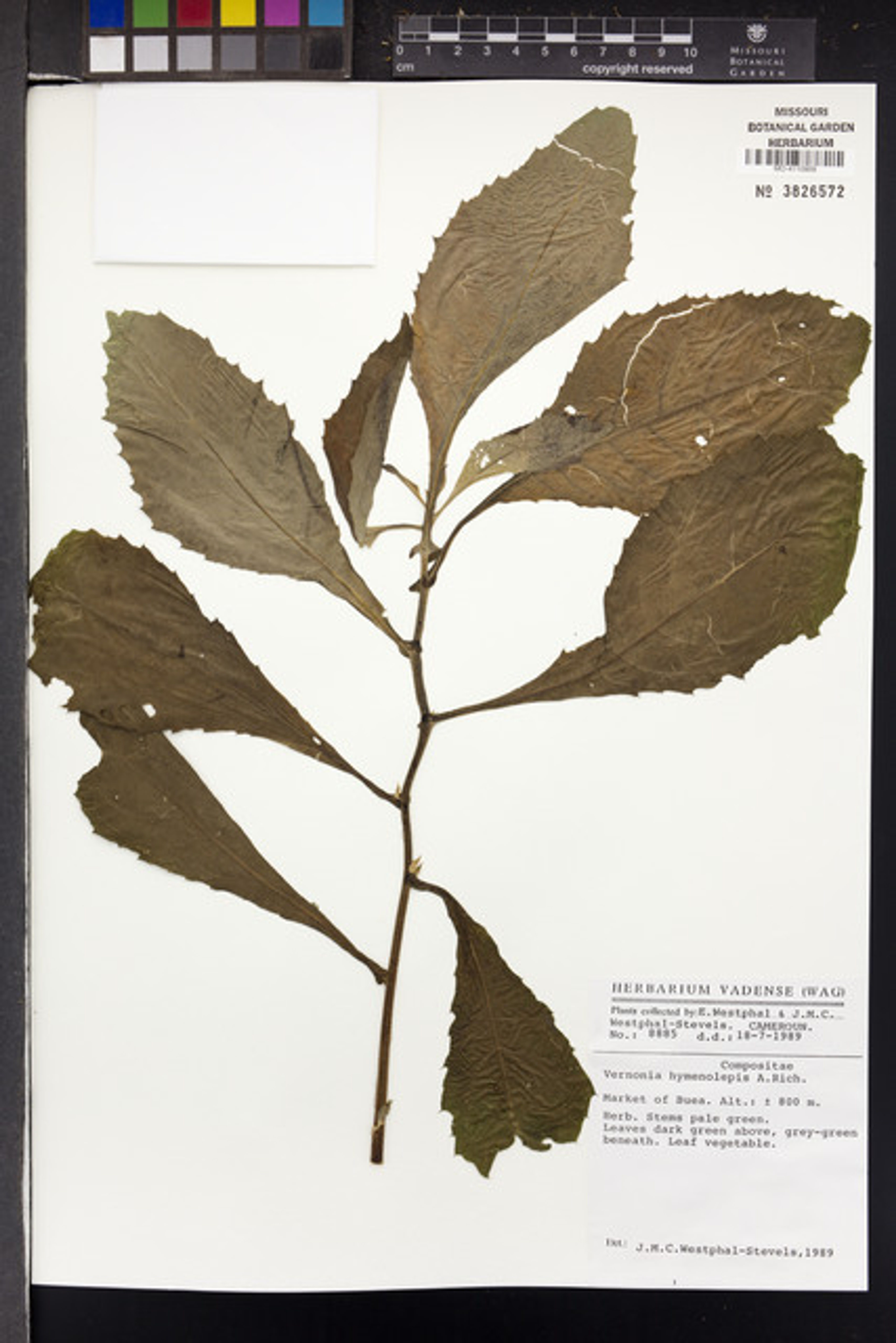 Baccharoides hymenolepis - 77