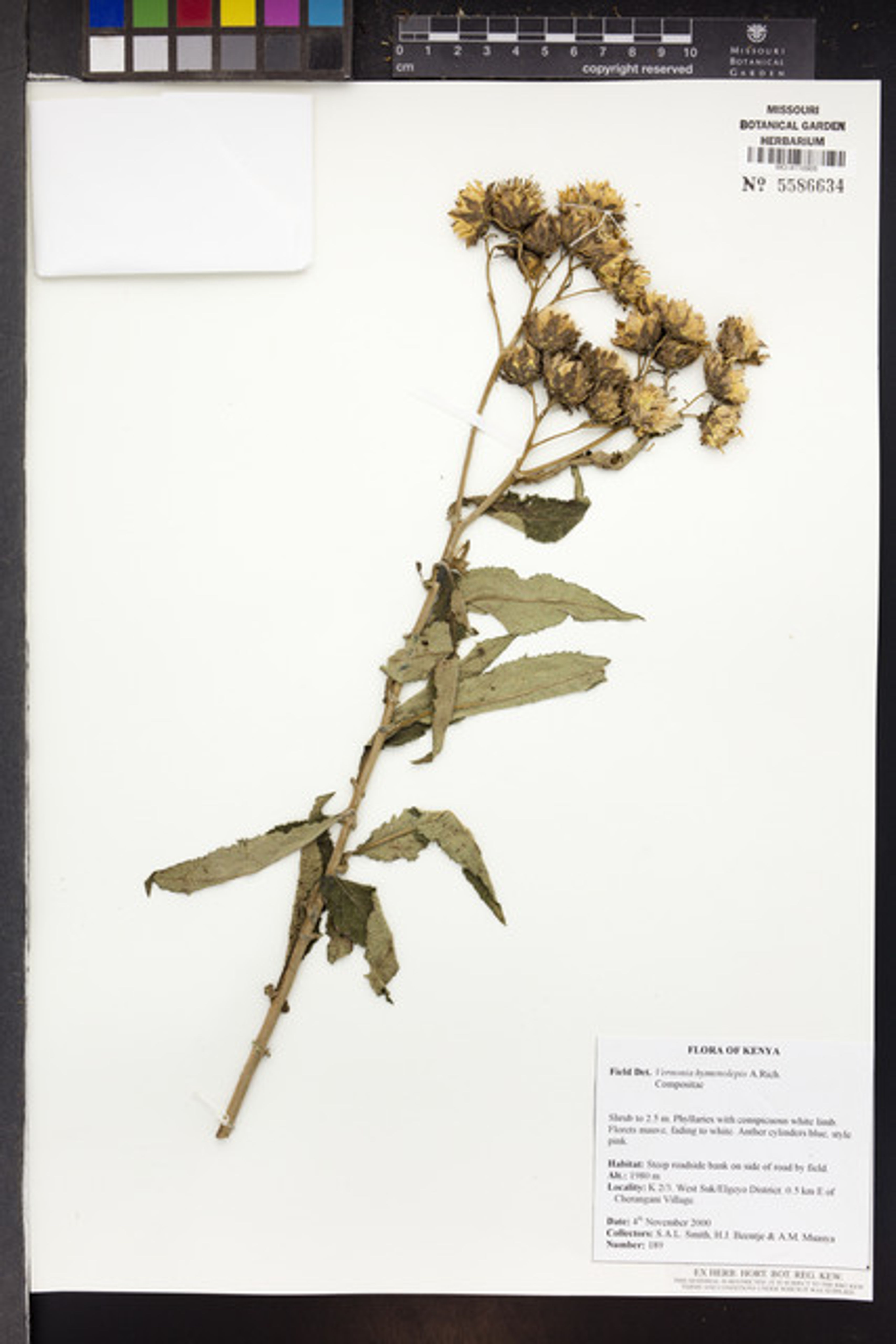 Baccharoides hymenolepis - 74