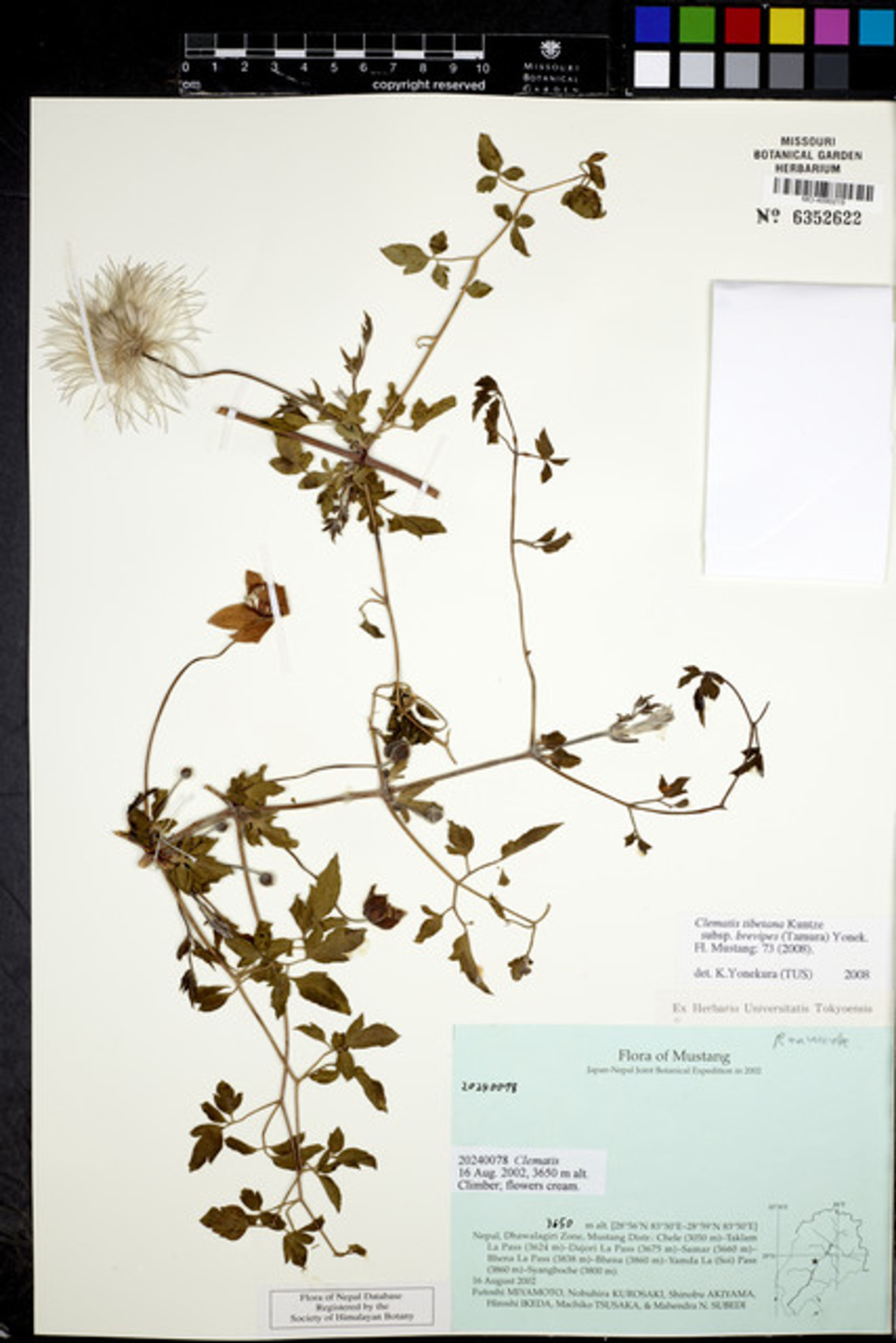 Clematis tibetana - 15