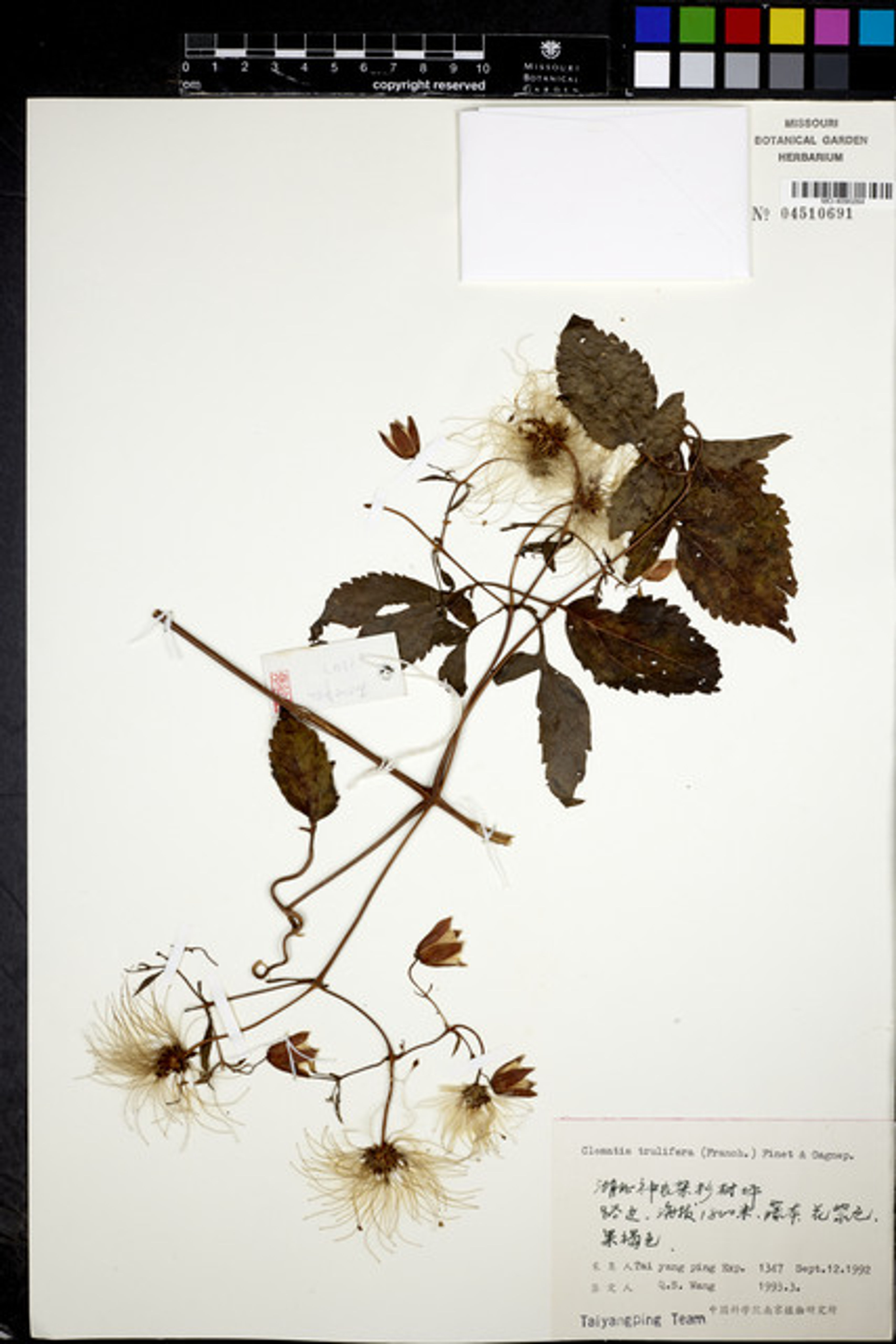 Clematis connata - 32