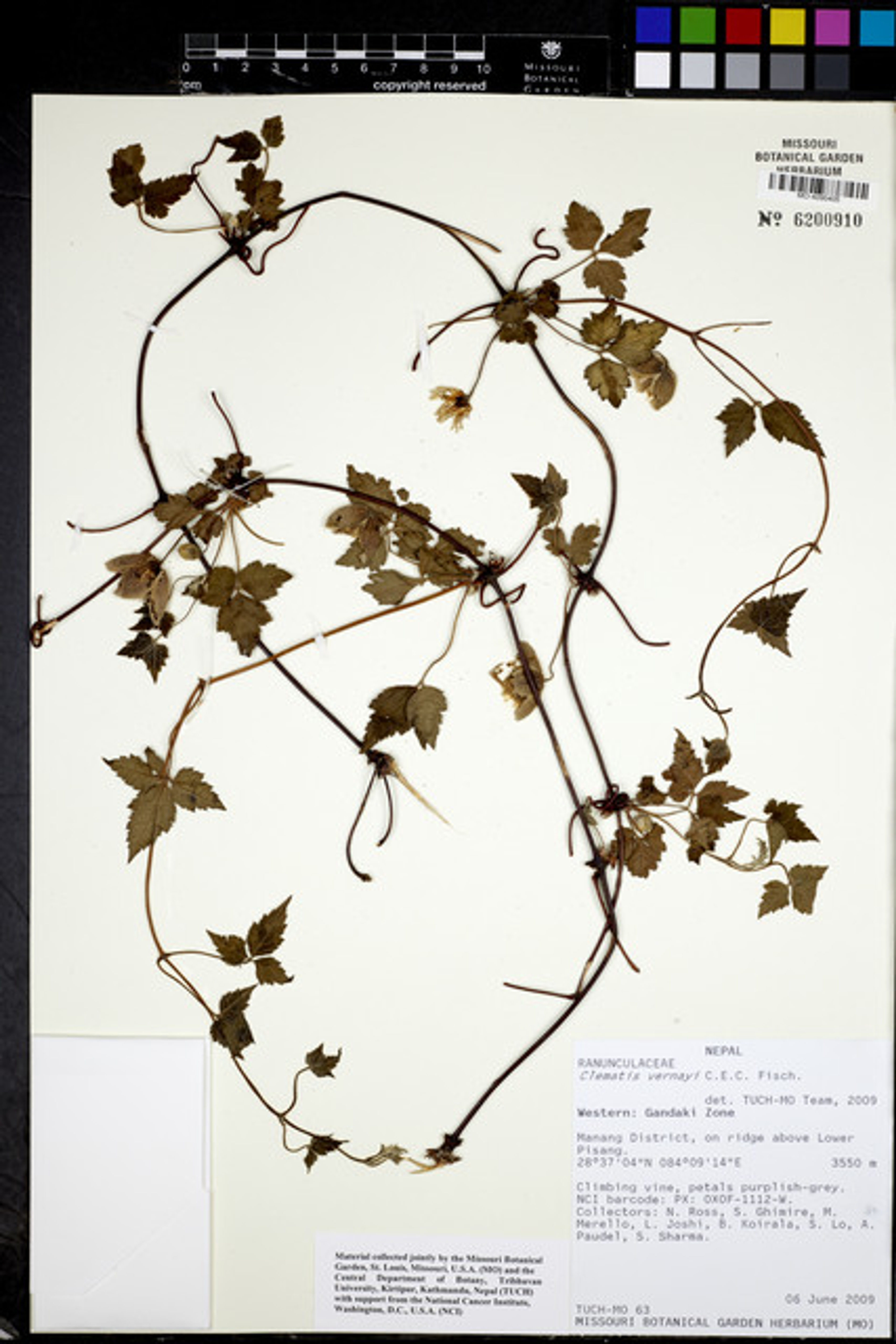 Clematis tibetana - 52