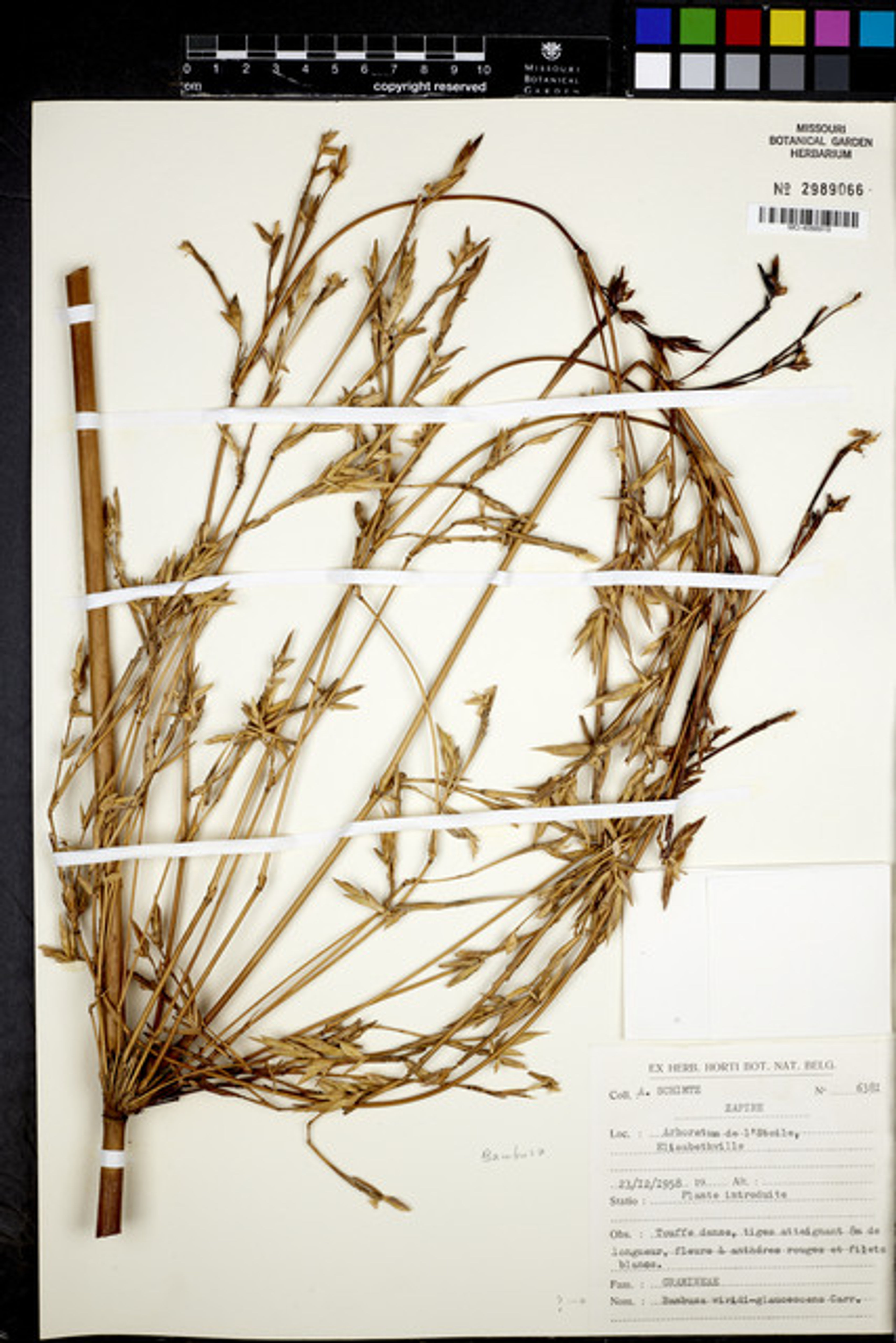 Phyllostachys viridiglaucescens - 9