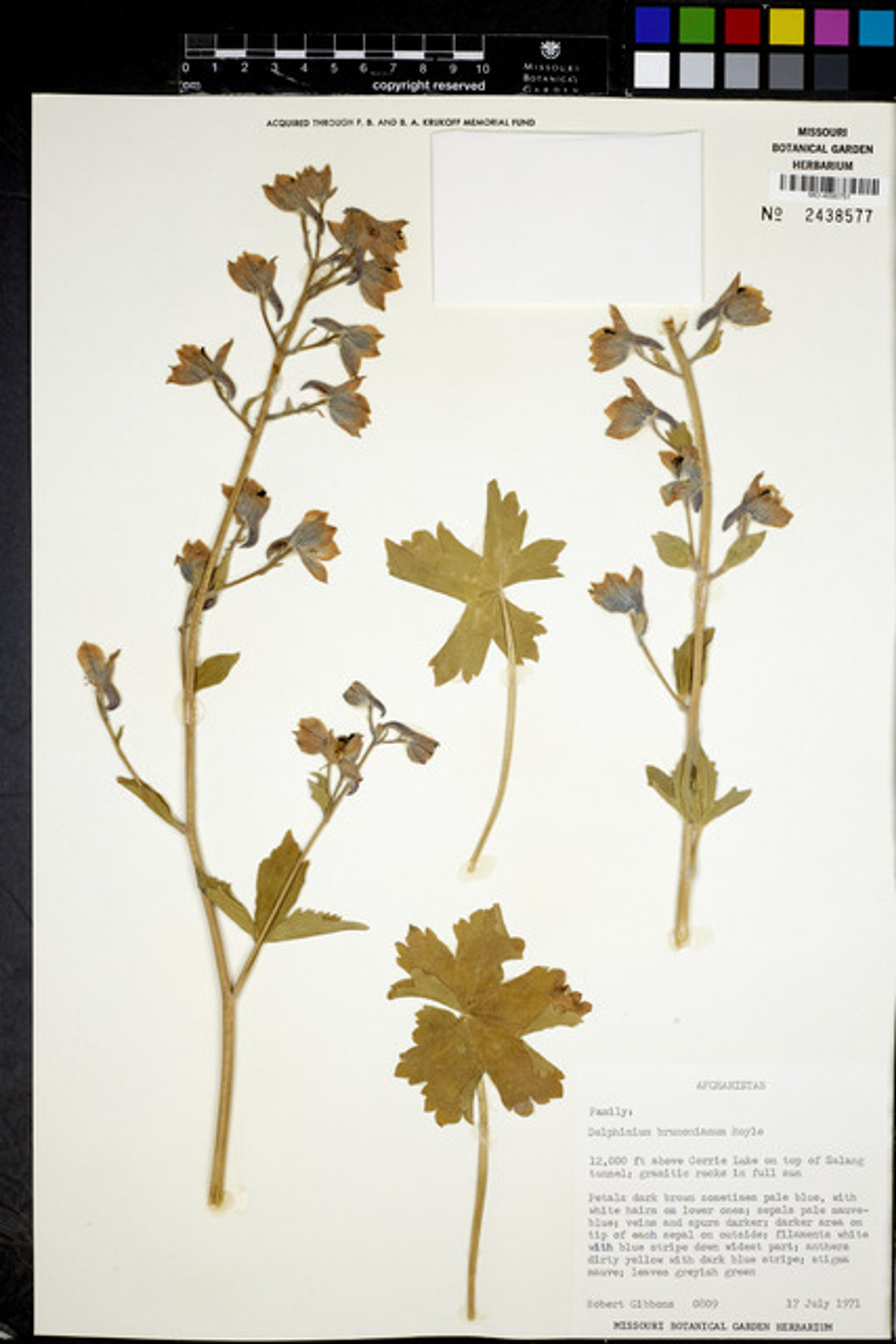 Delphinium brunonianum - 33
