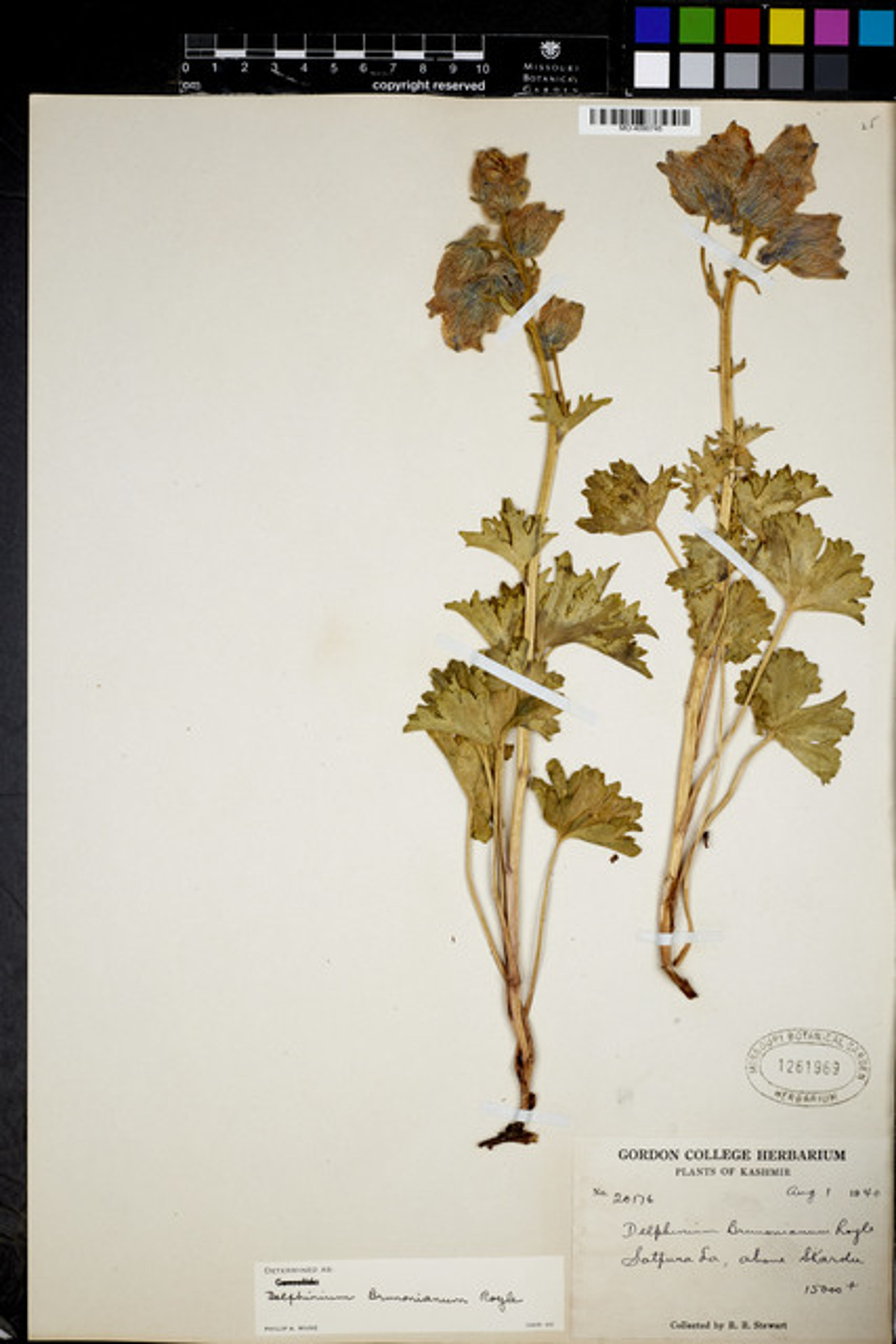 Delphinium brunonianum - 74