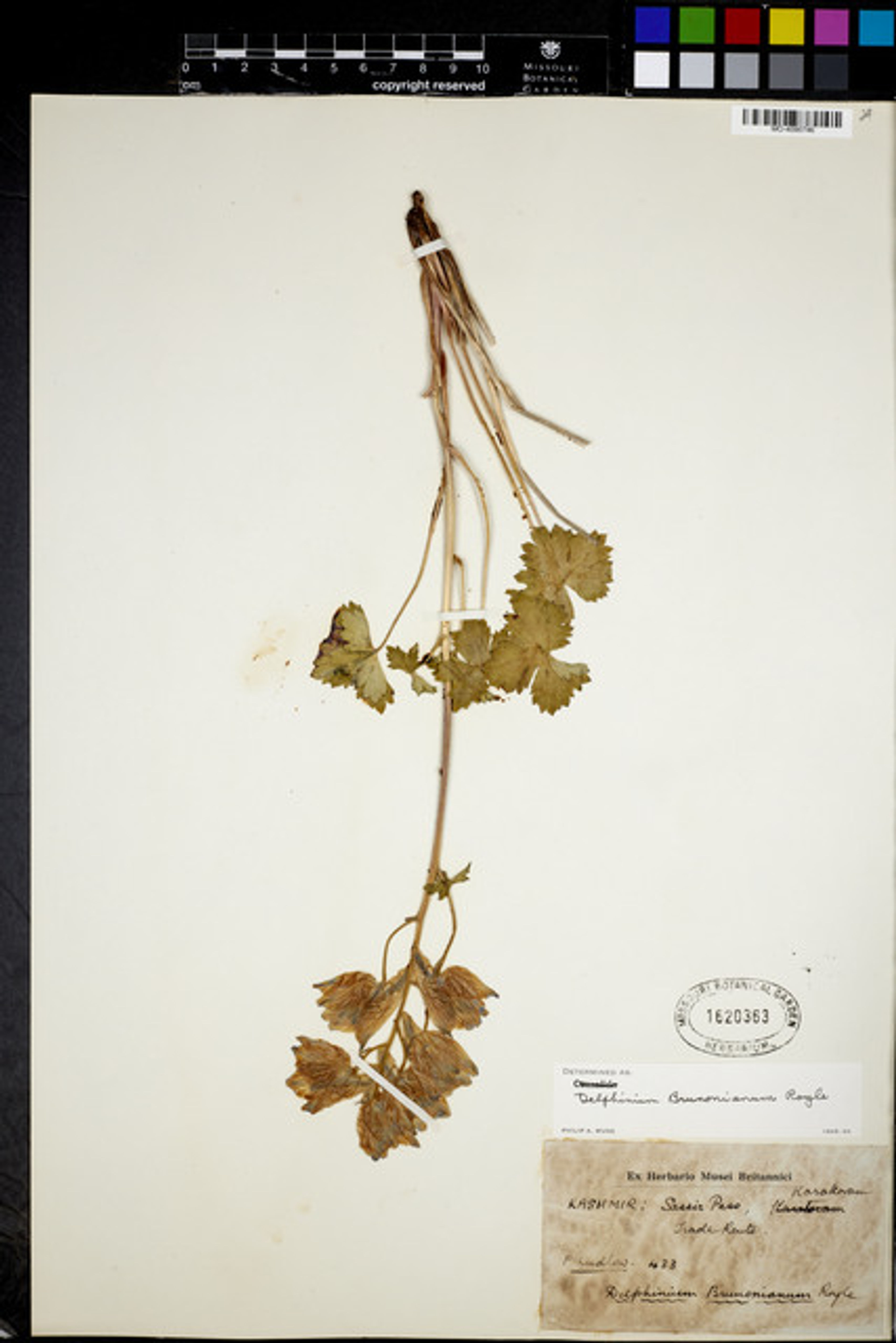 Delphinium brunonianum - 11