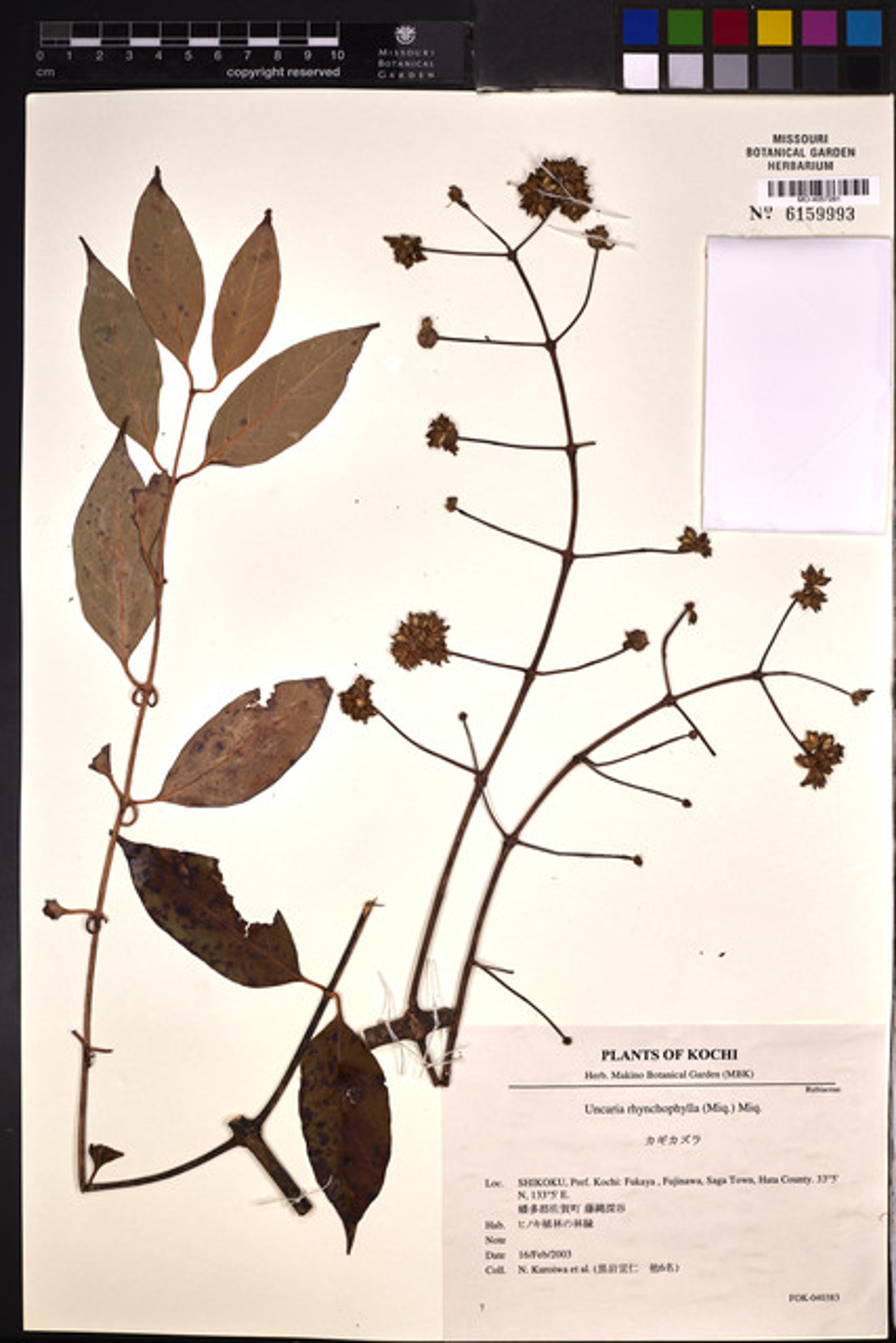 Uncaria rhynchophylla - 44