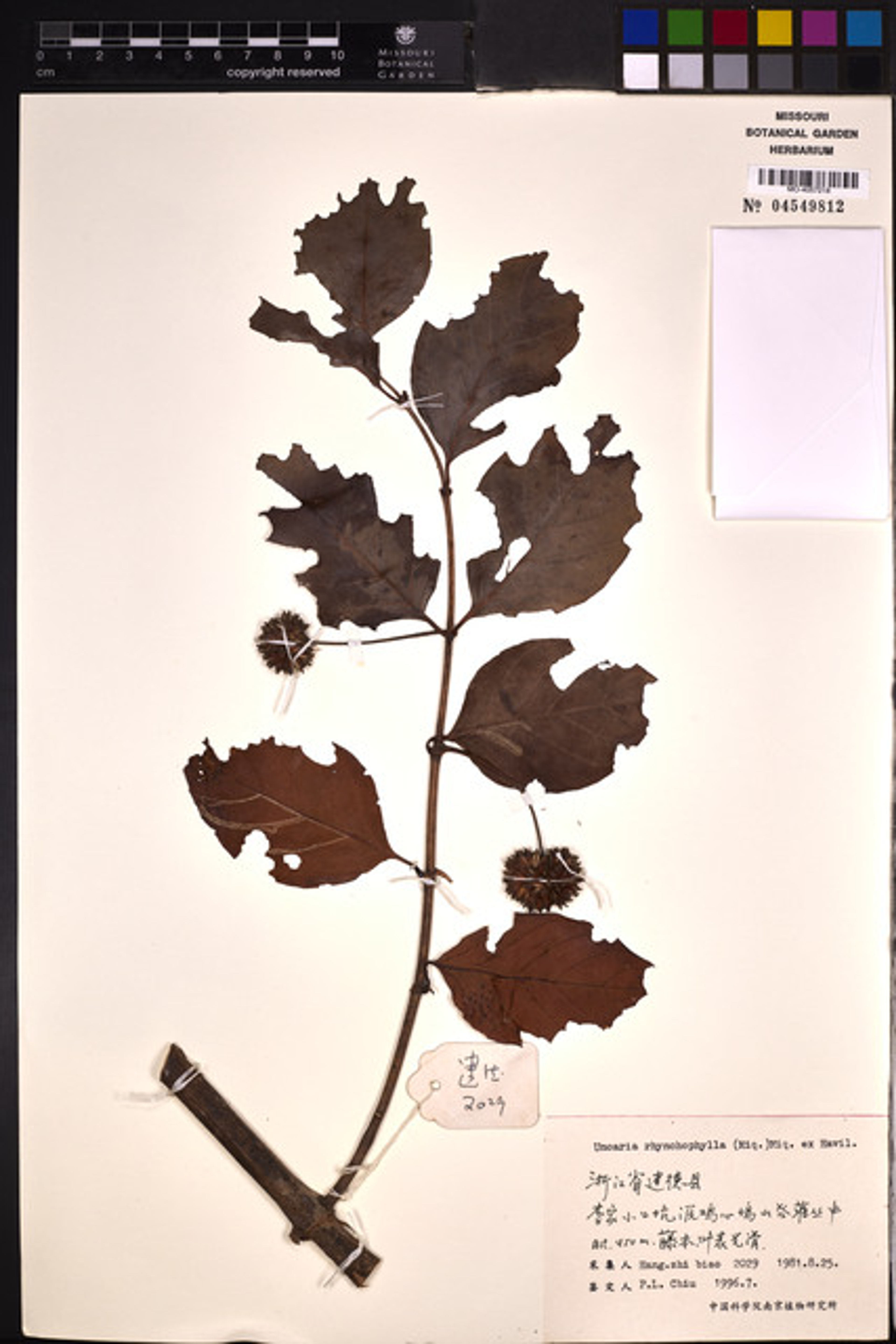 Uncaria rhynchophylla - 30