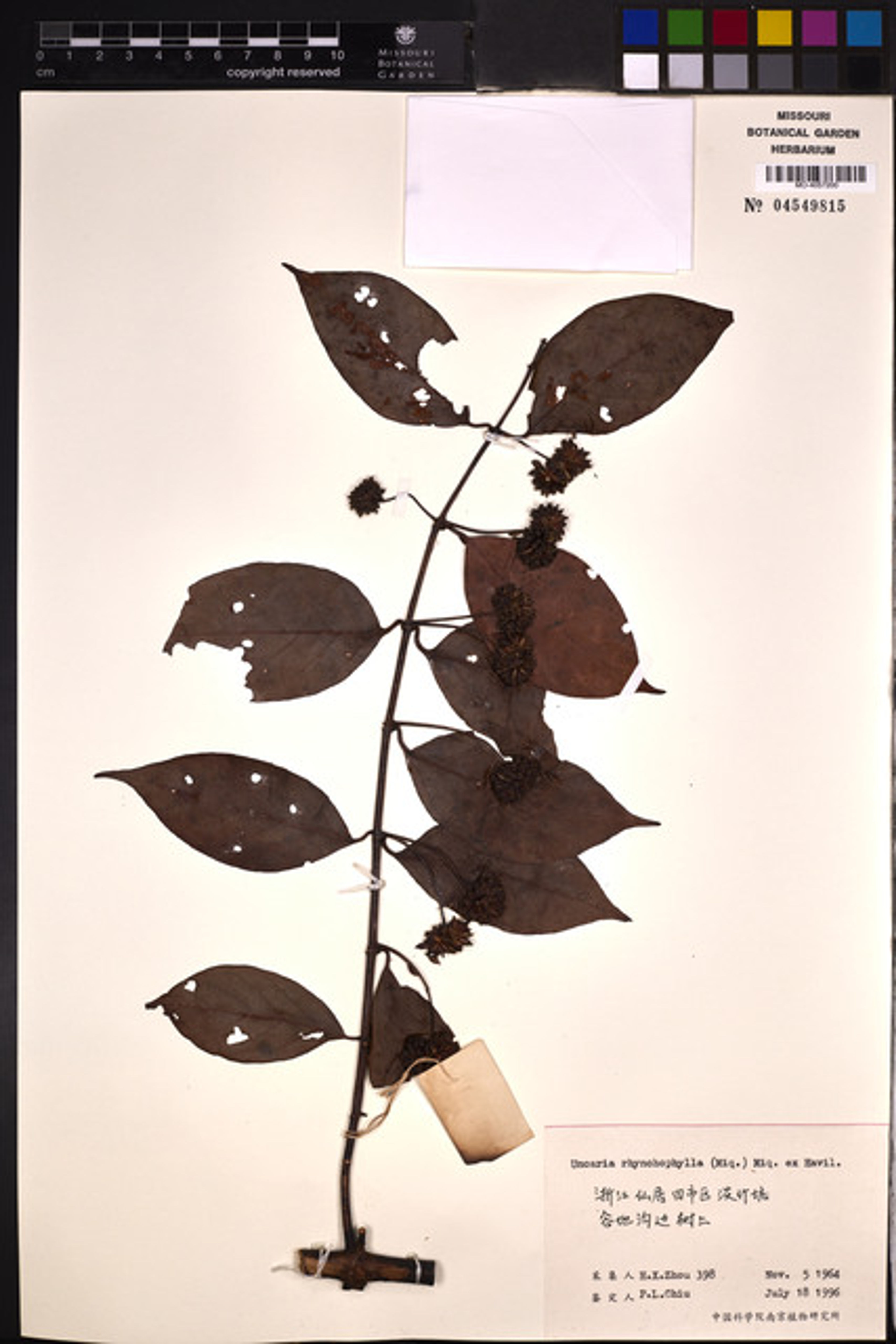 Uncaria rhynchophylla - 58