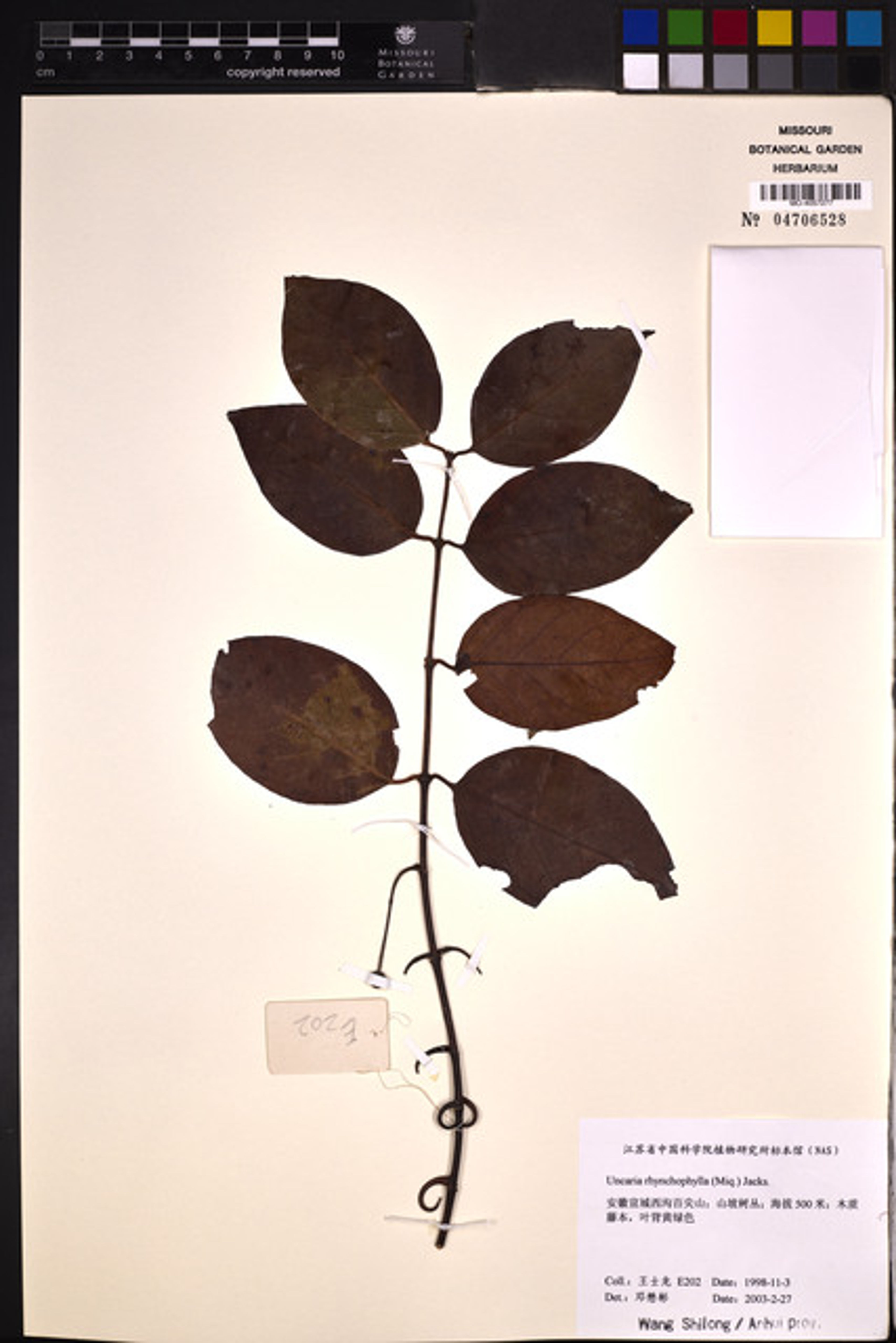 Uncaria rhynchophylla - 24