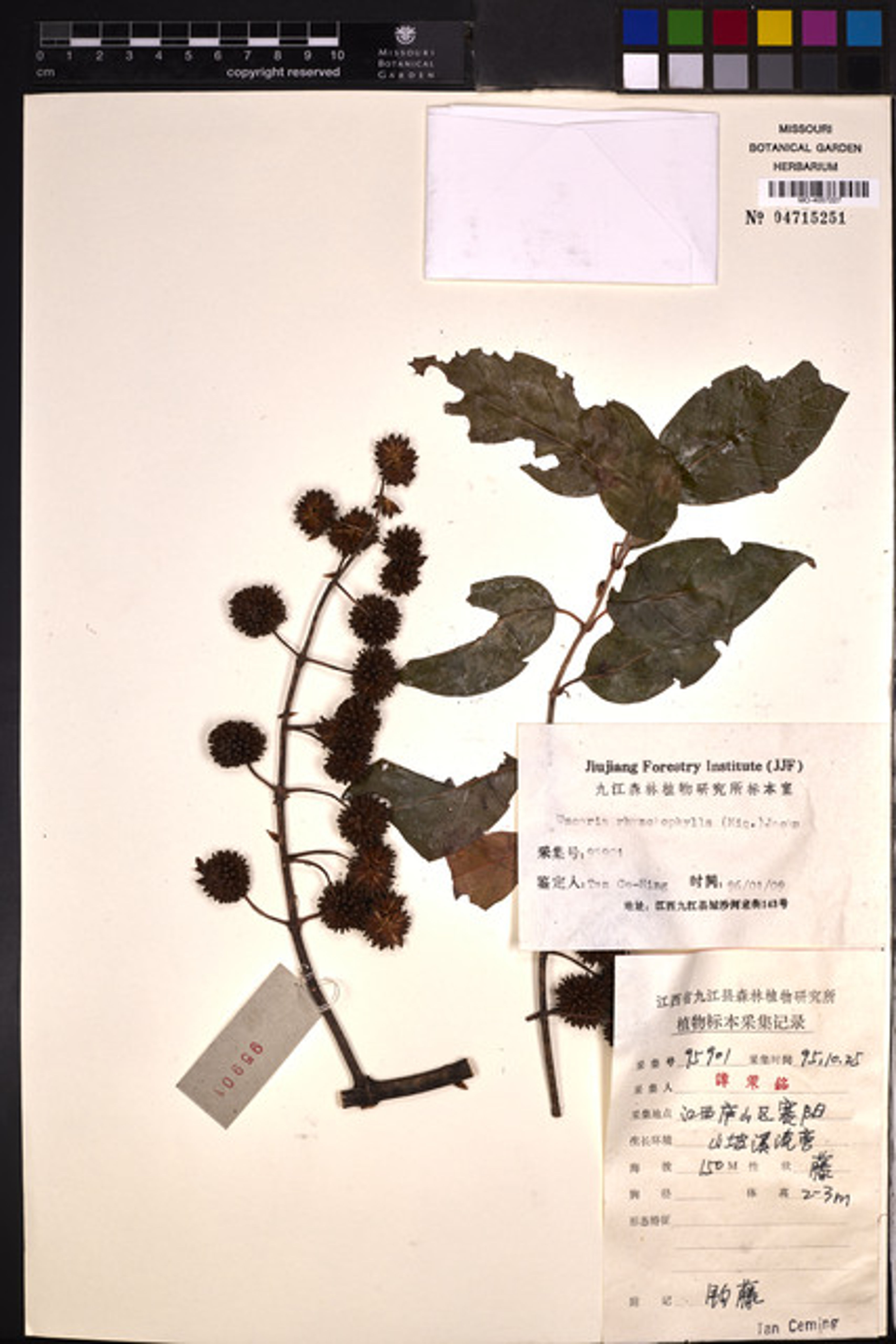 Uncaria rhynchophylla - 62