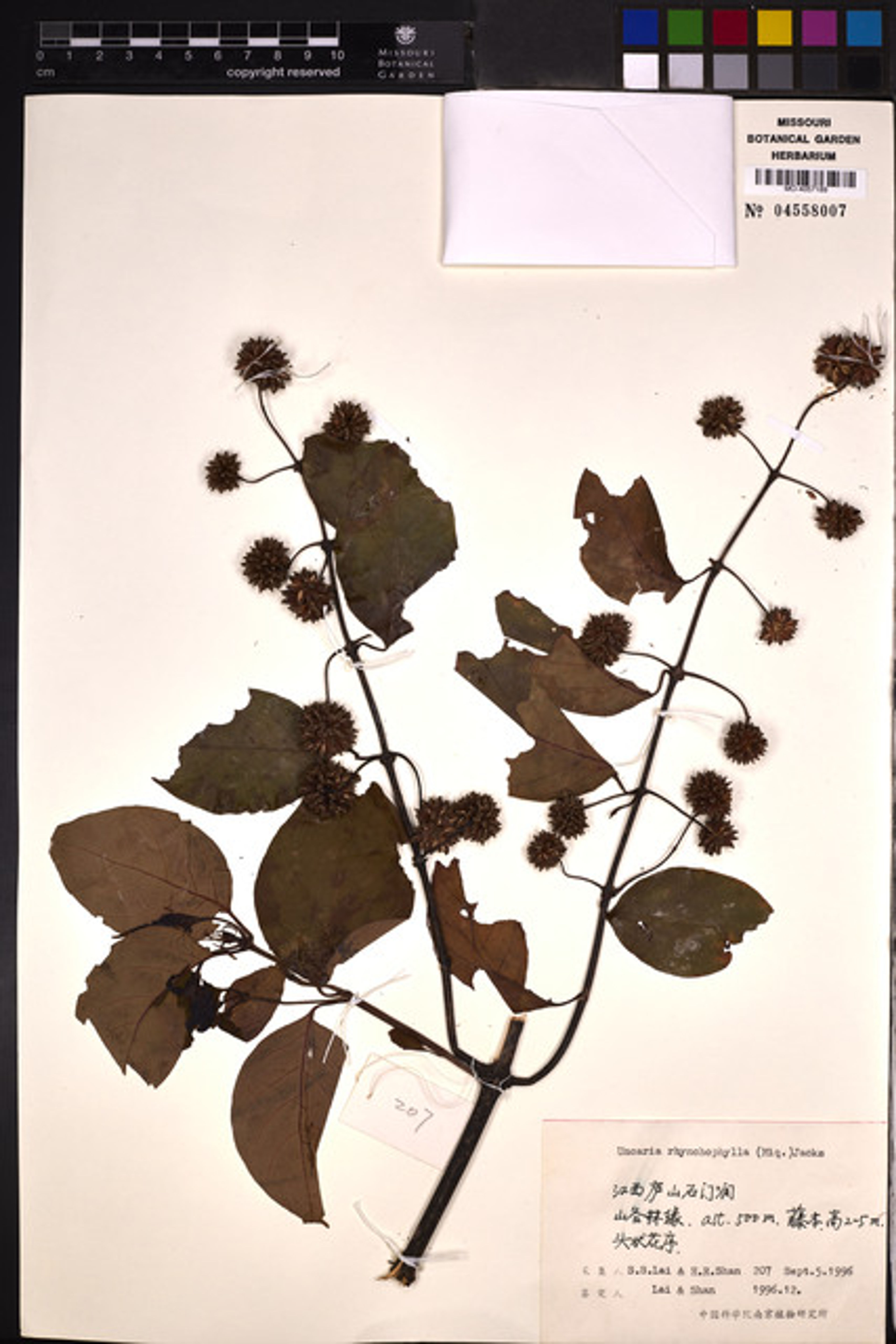Uncaria rhynchophylla - 9
