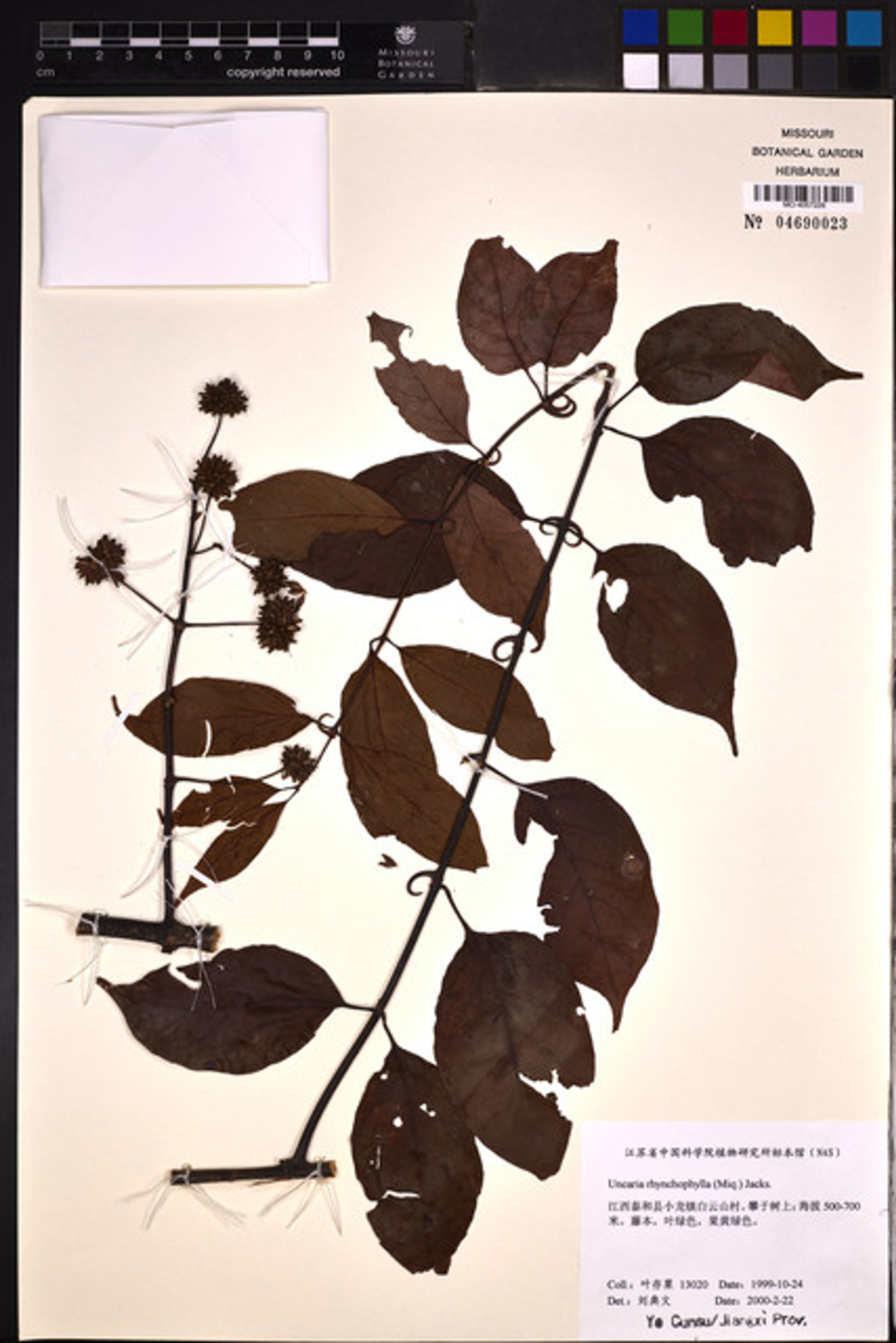 Uncaria rhynchophylla - 4