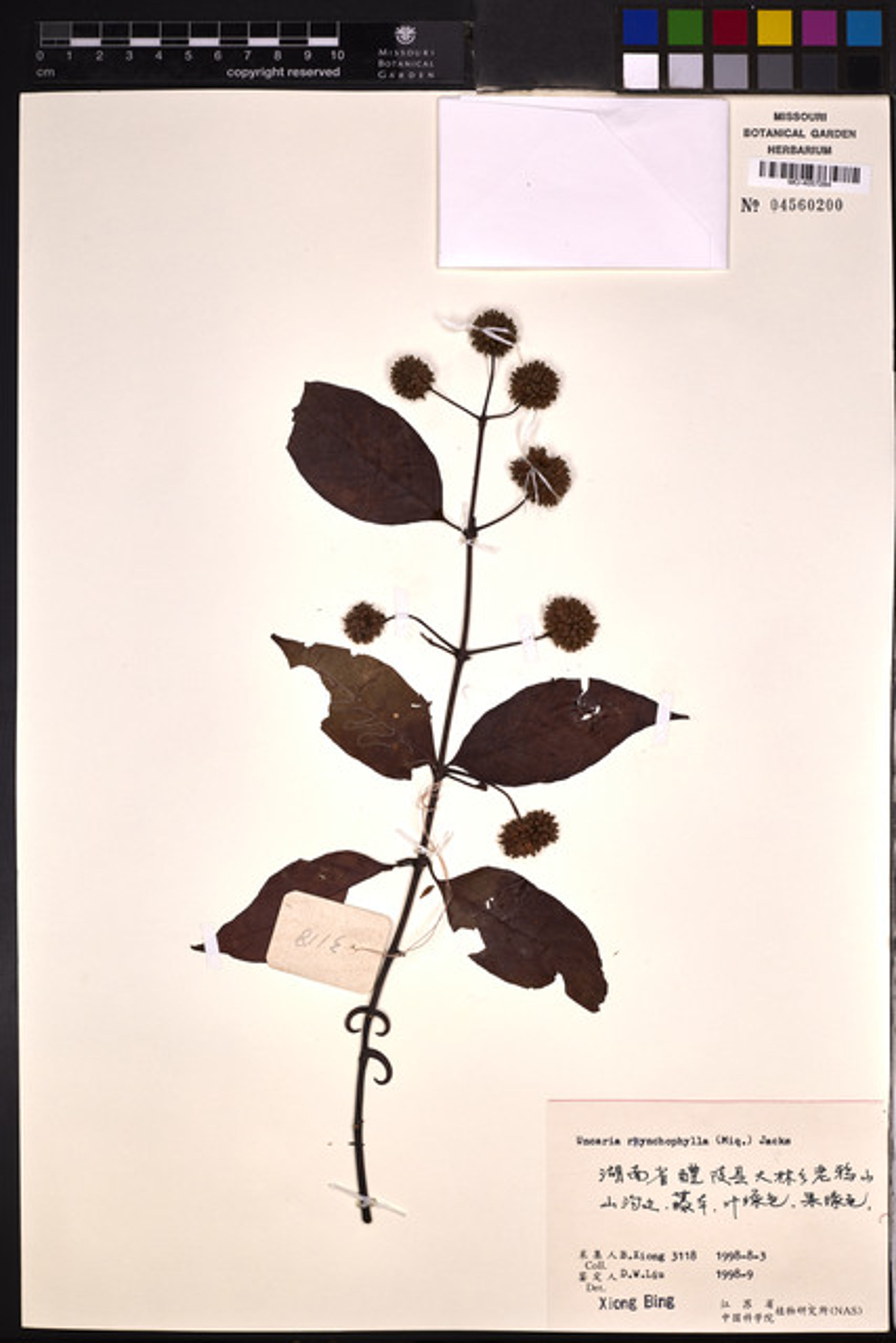 Uncaria rhynchophylla - 63