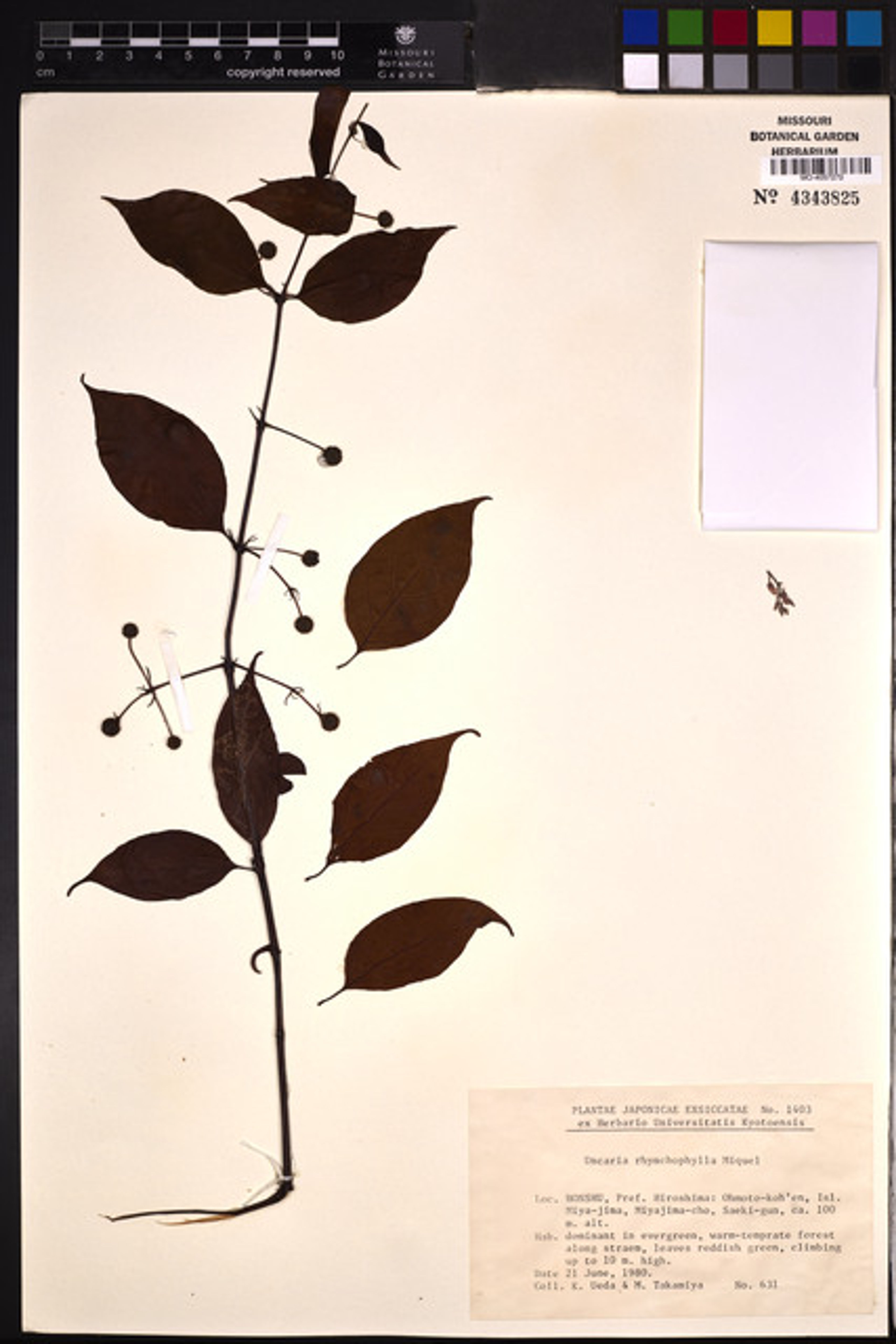 Uncaria rhynchophylla - 53