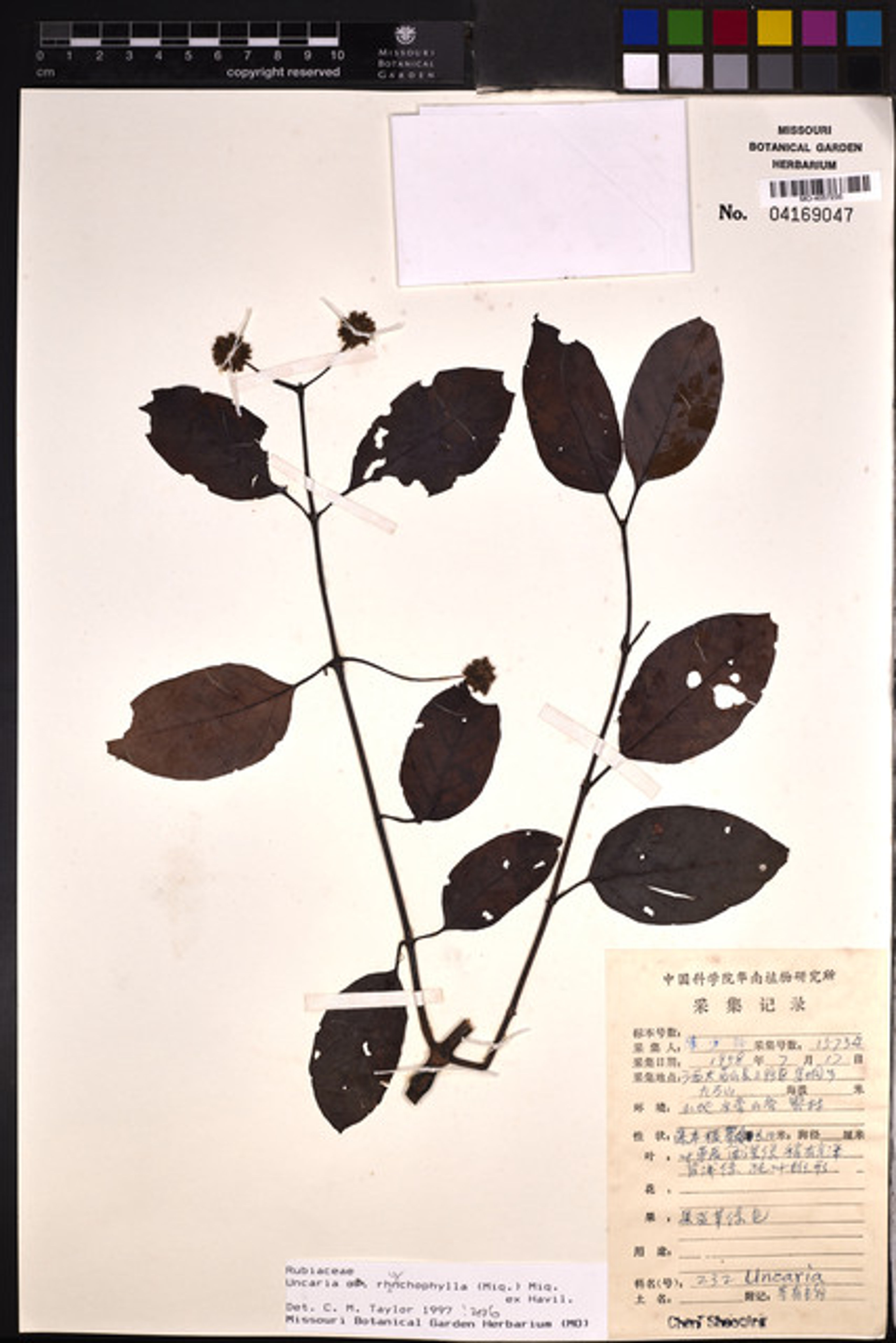 Uncaria rhynchophylla - 43