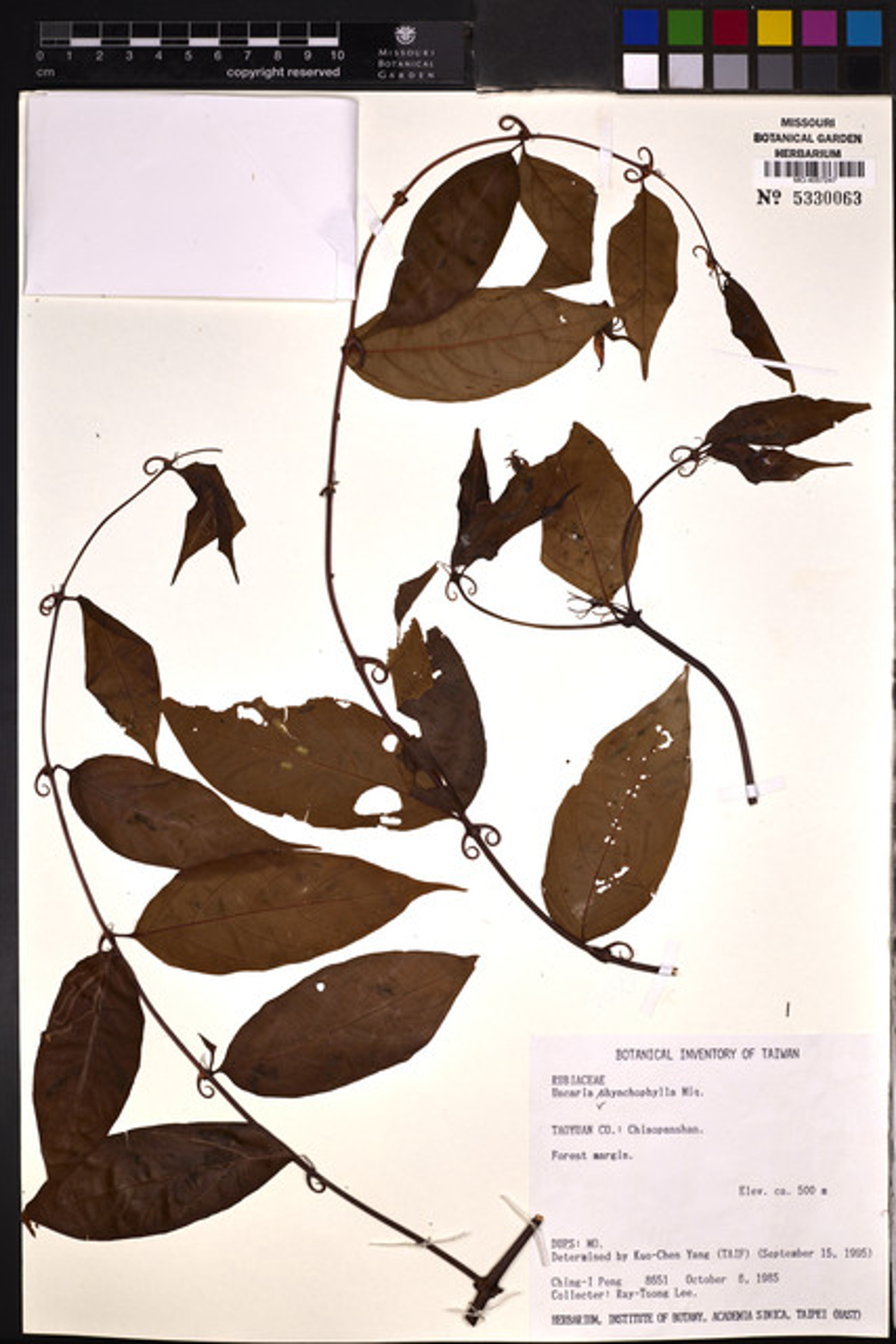 Uncaria rhynchophylla - 6