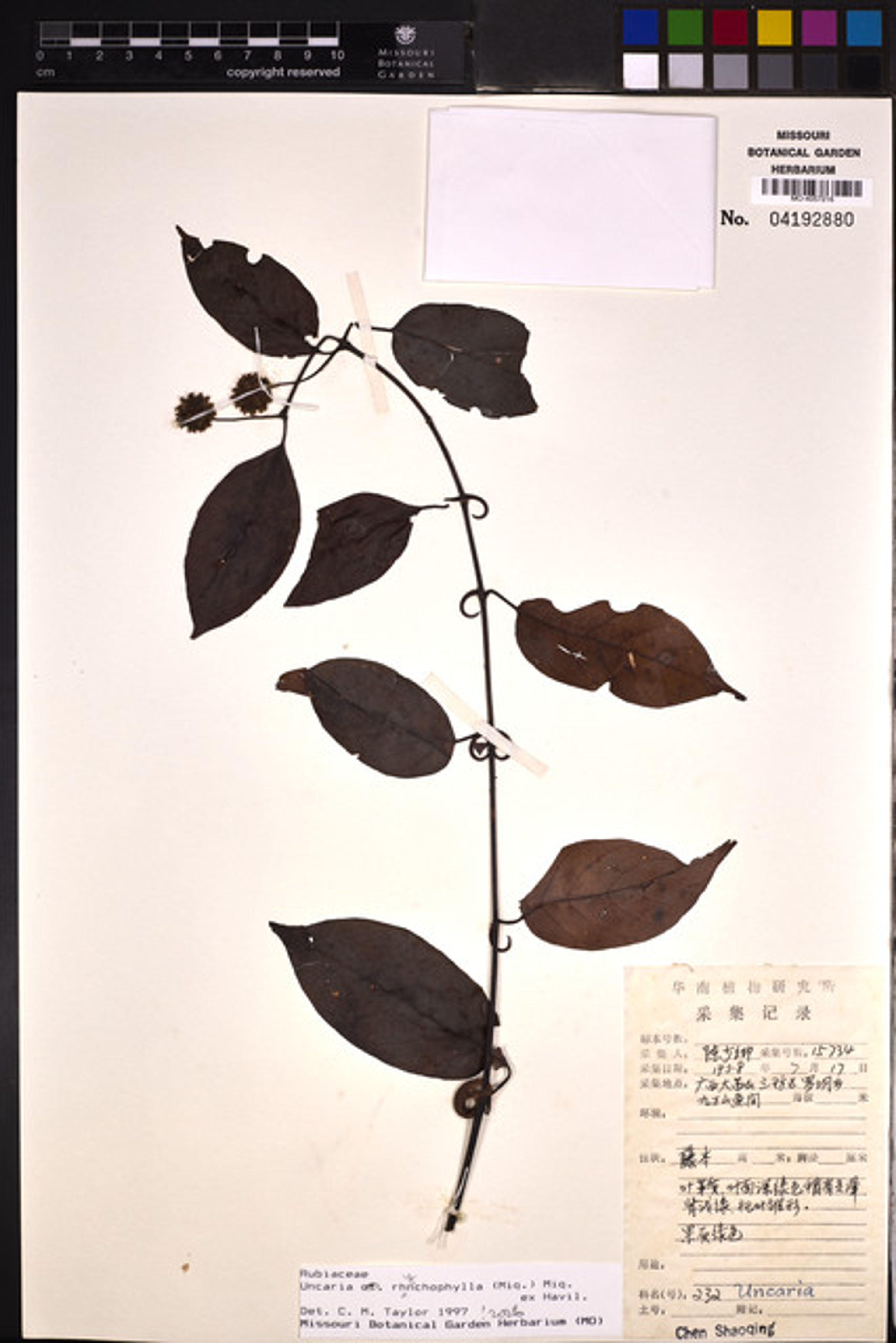 Uncaria rhynchophylla - 78