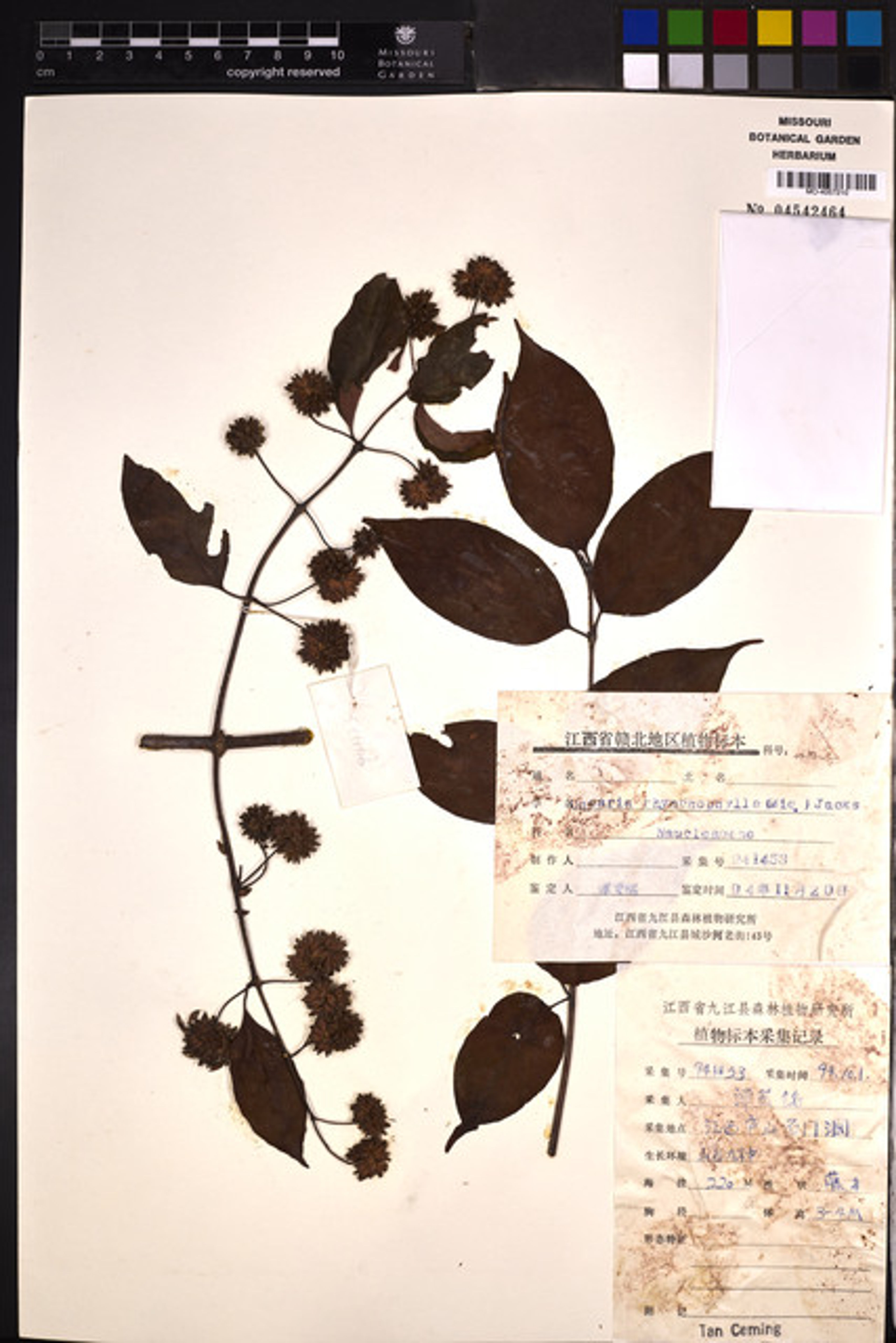 Uncaria rhynchophylla - 64