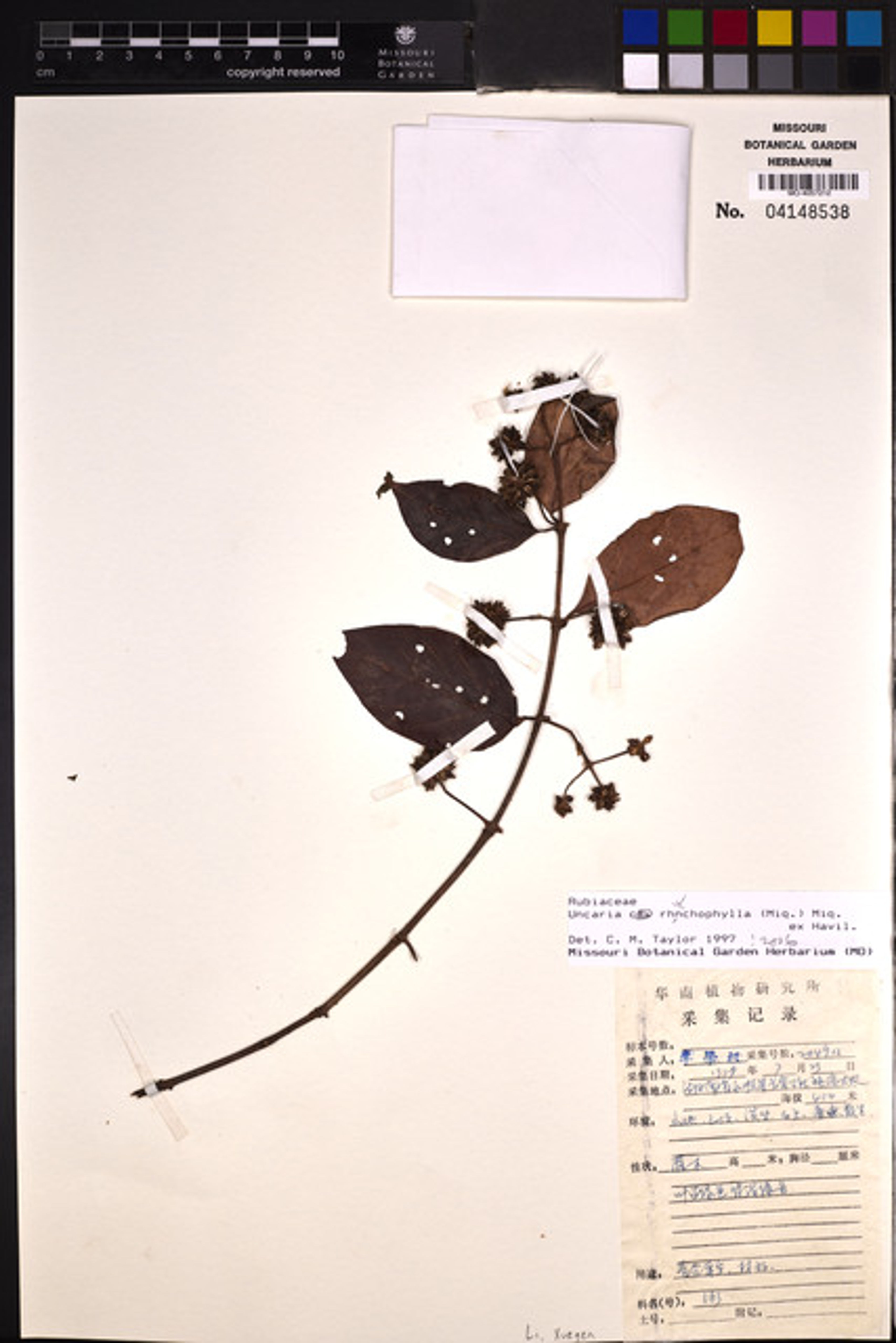 Uncaria rhynchophylla - 75