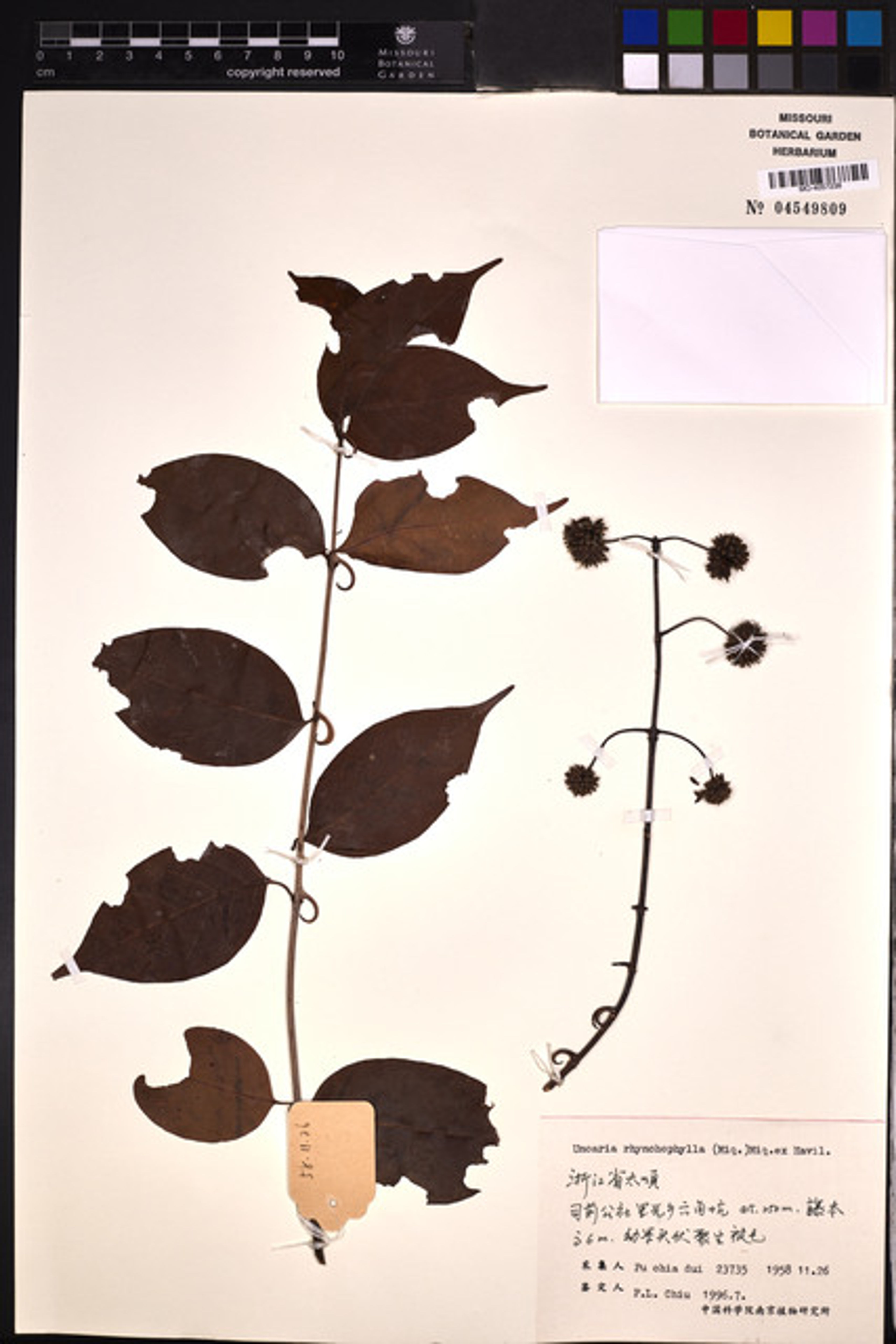 Uncaria rhynchophylla - 74