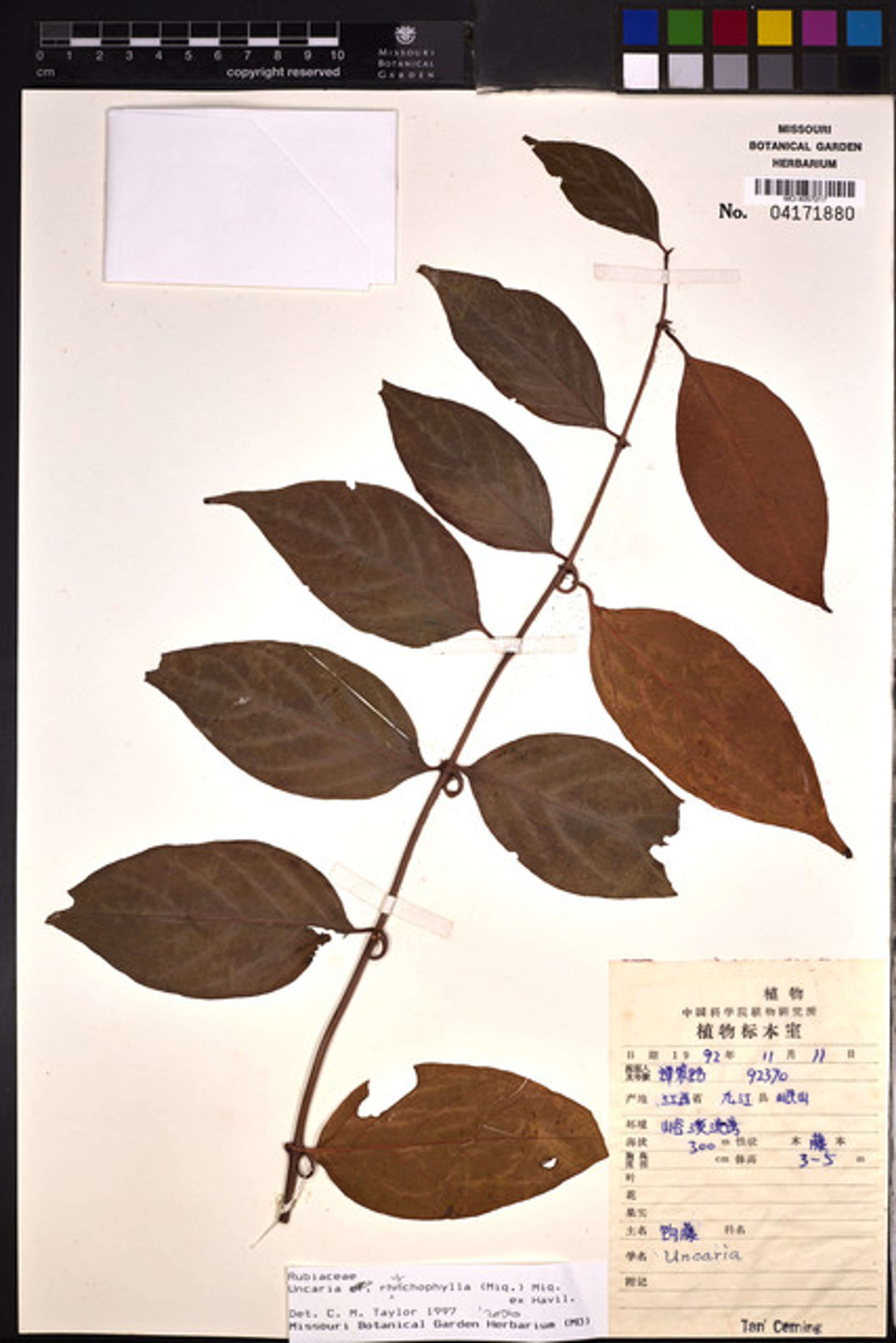 Uncaria rhynchophylla - 18