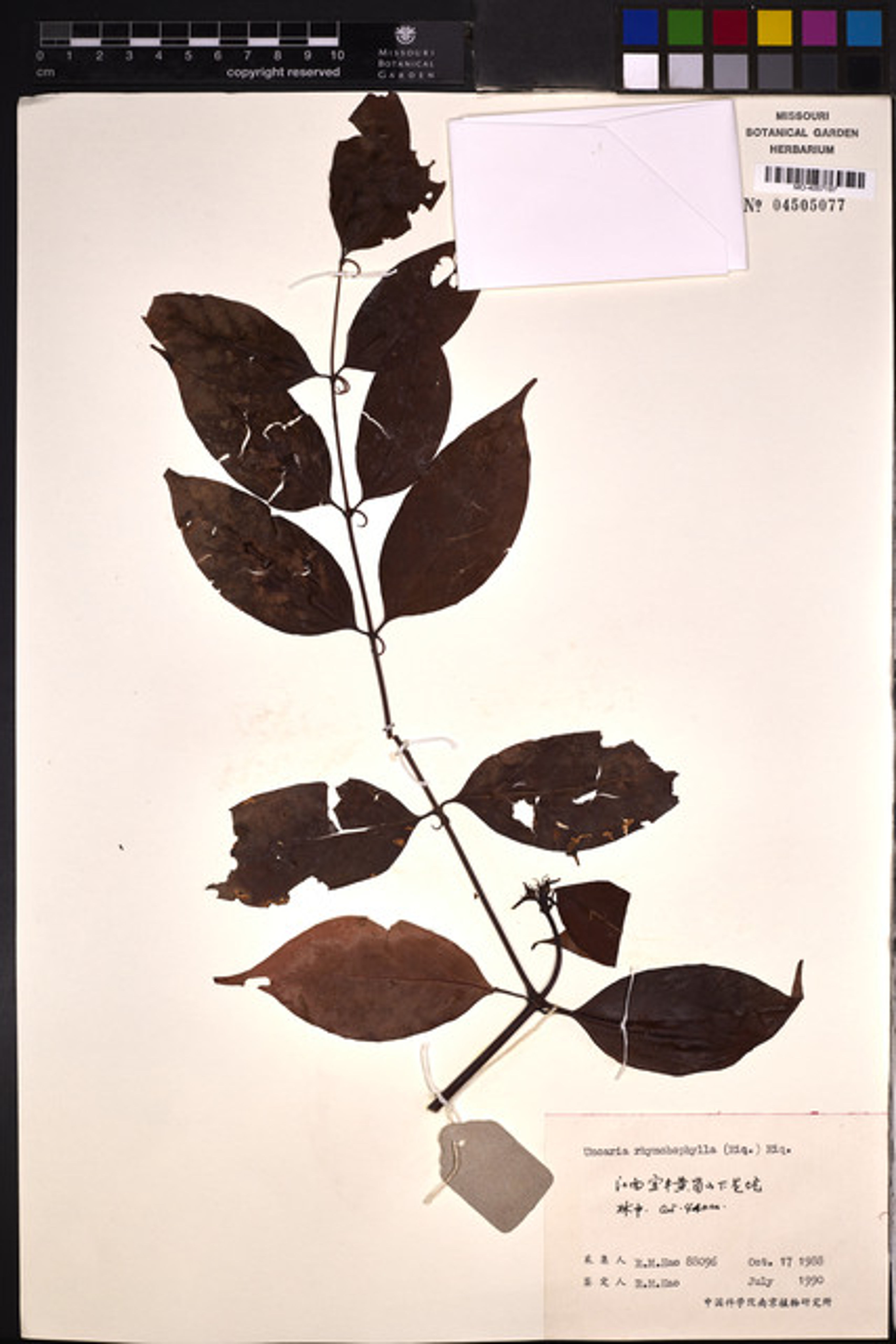 Uncaria rhynchophylla - 65