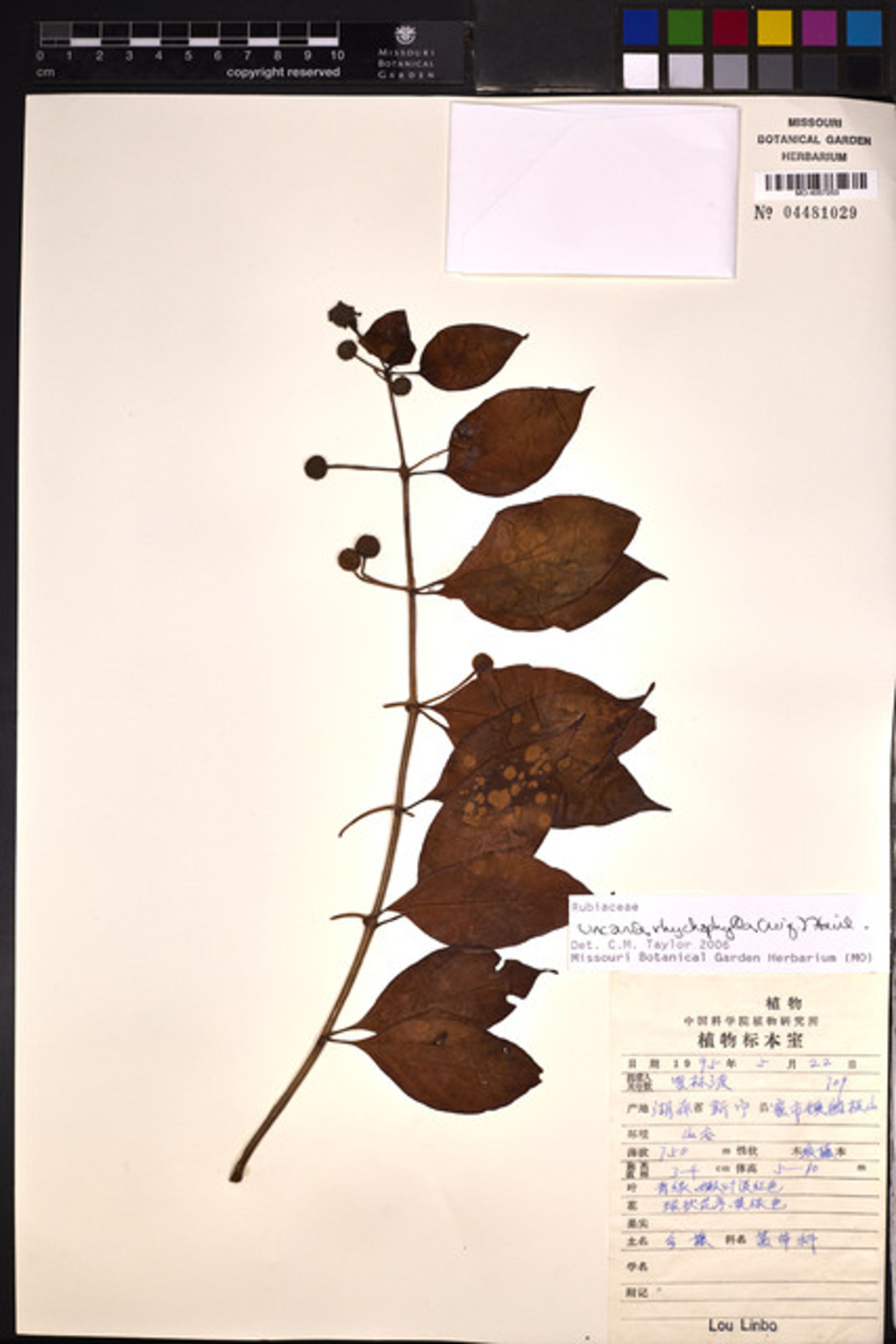 Uncaria rhynchophylla - 25