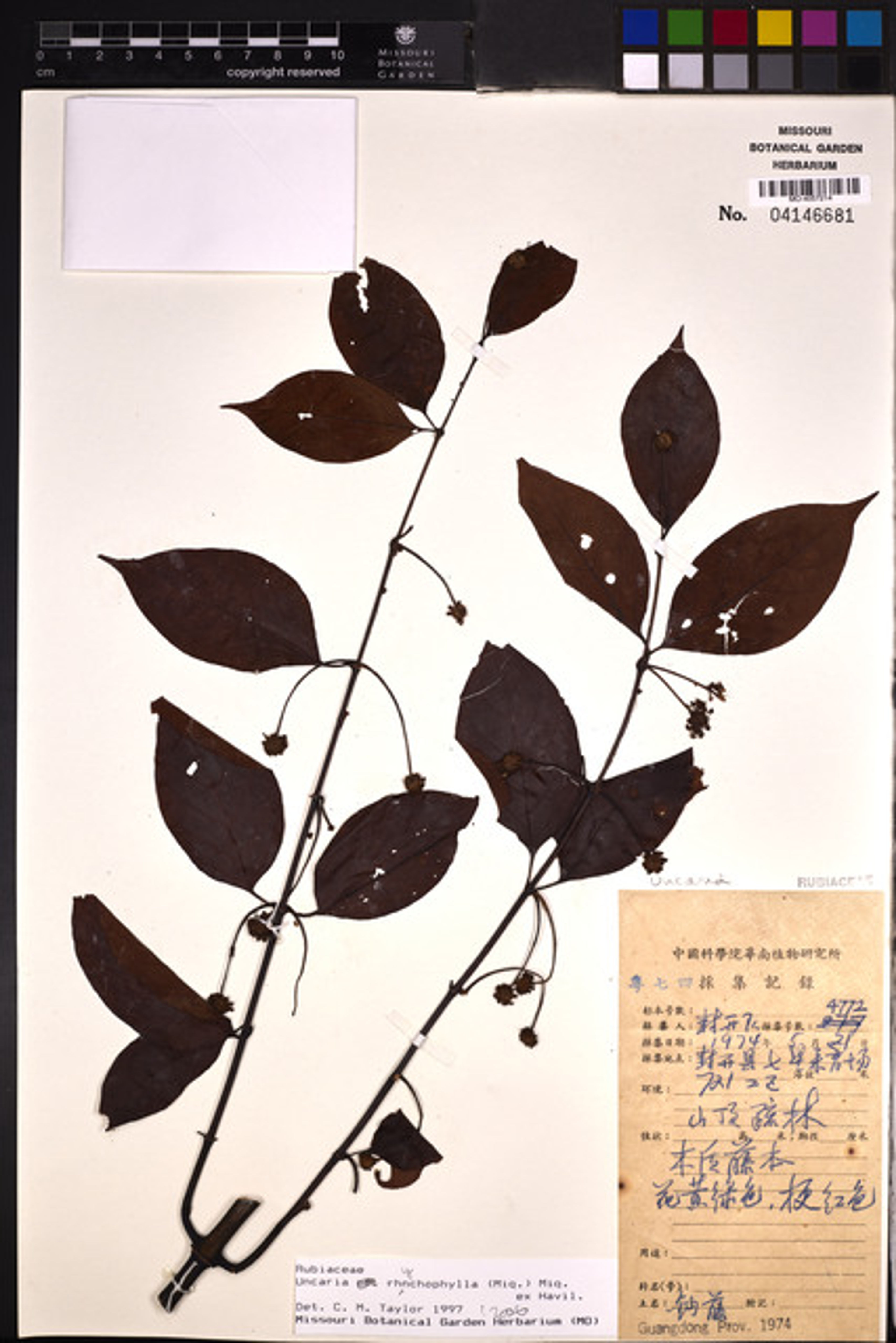 Uncaria rhynchophylla - 88