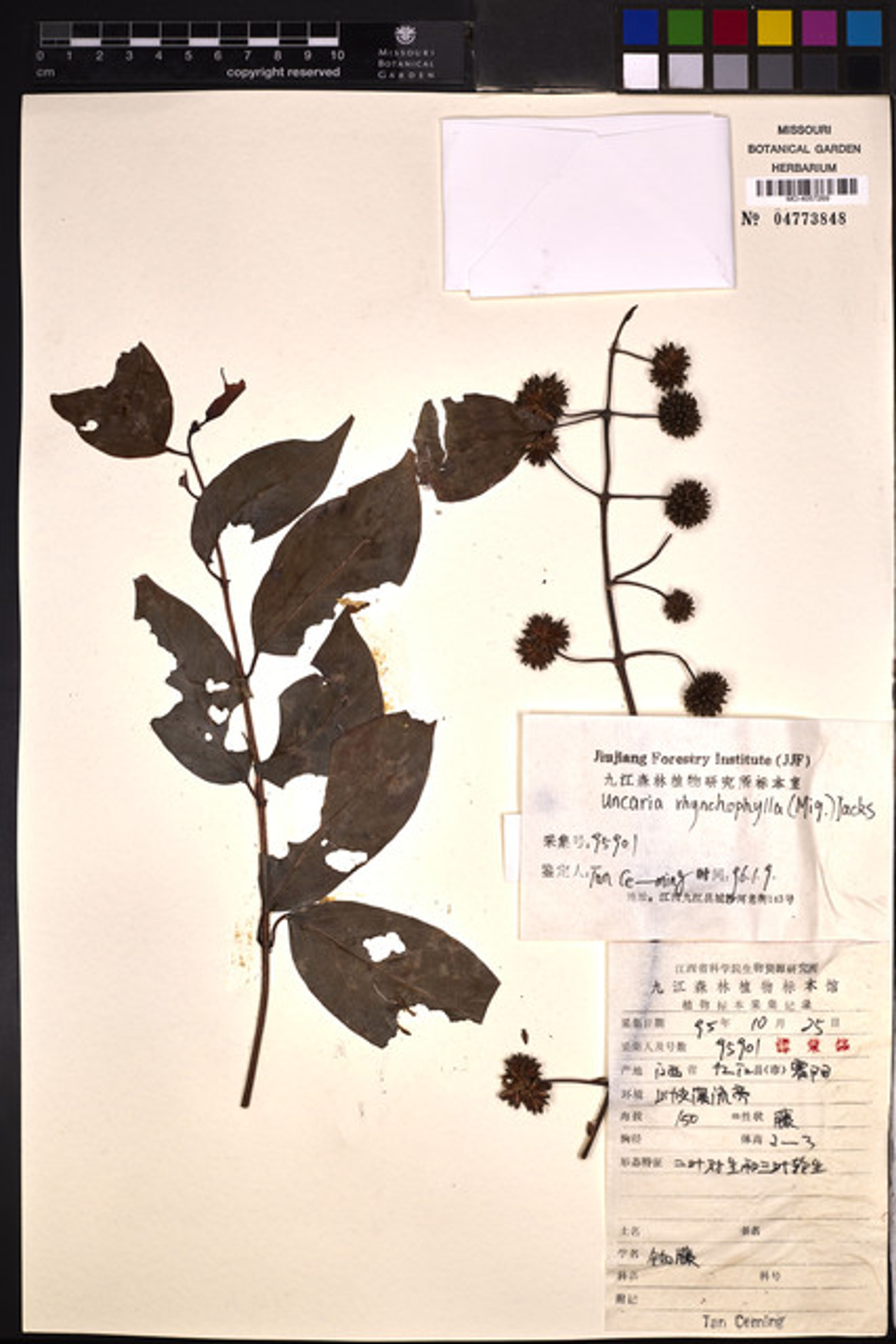 Uncaria rhynchophylla - 59