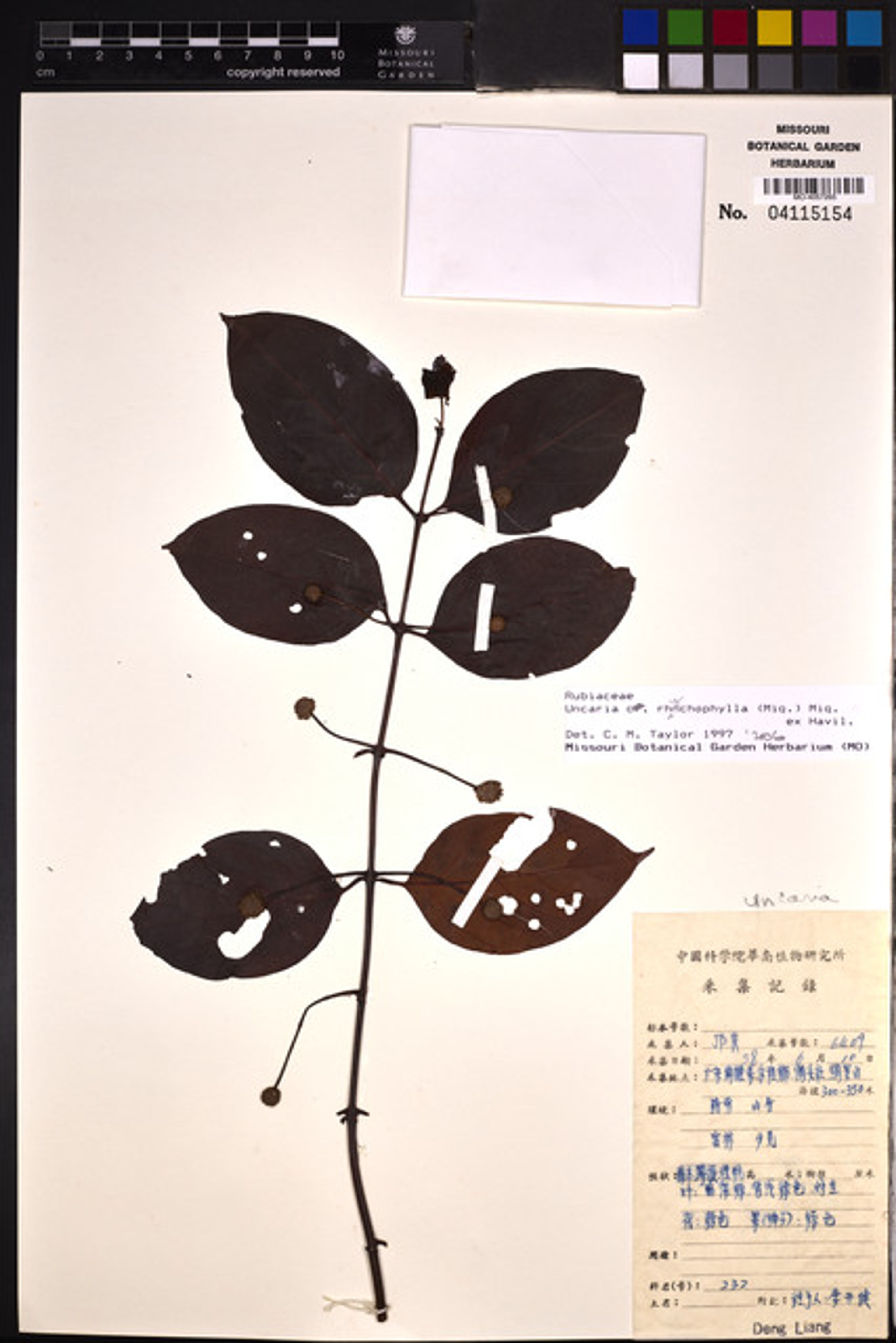 Uncaria rhynchophylla - 31
