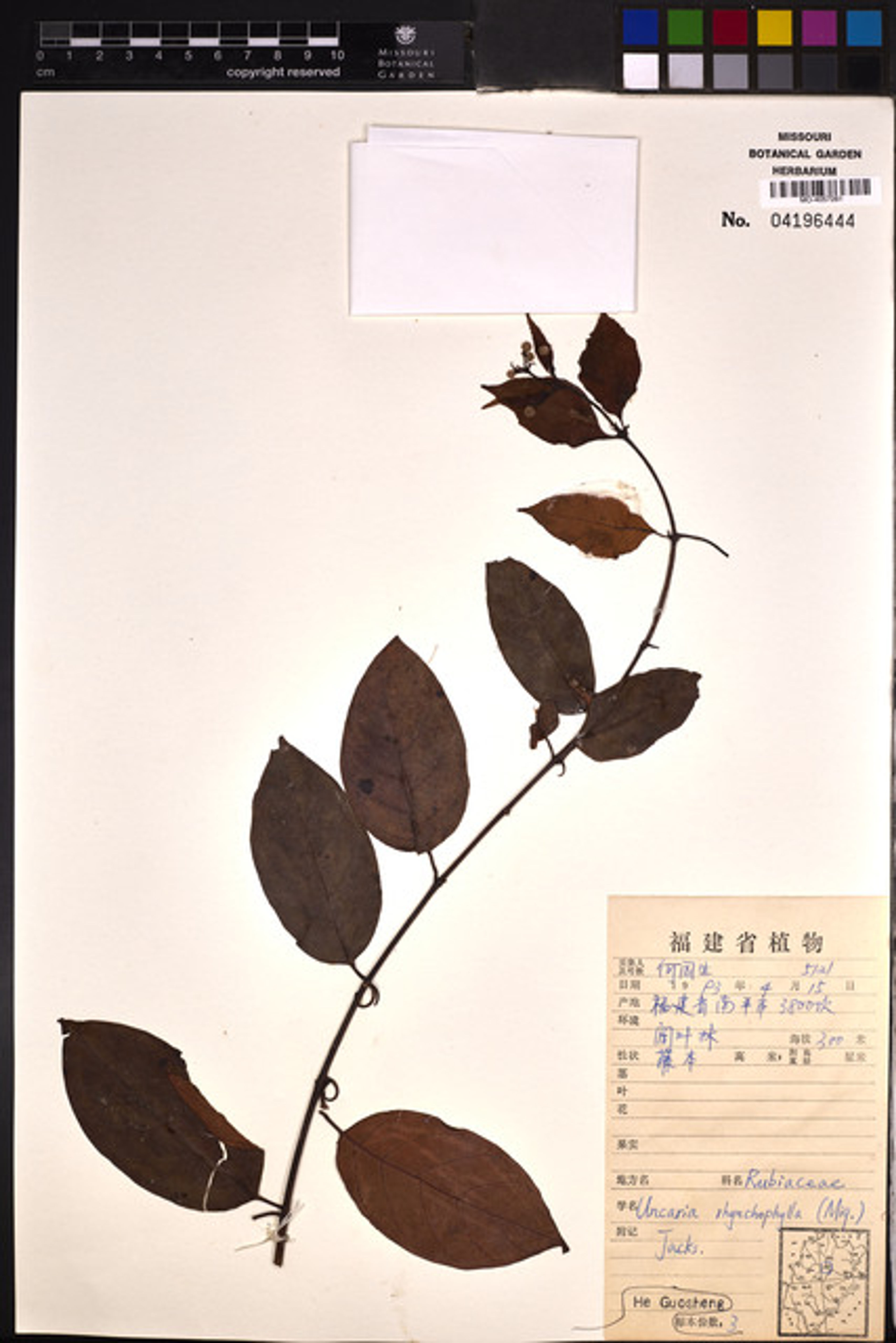 Uncaria rhynchophylla - 90