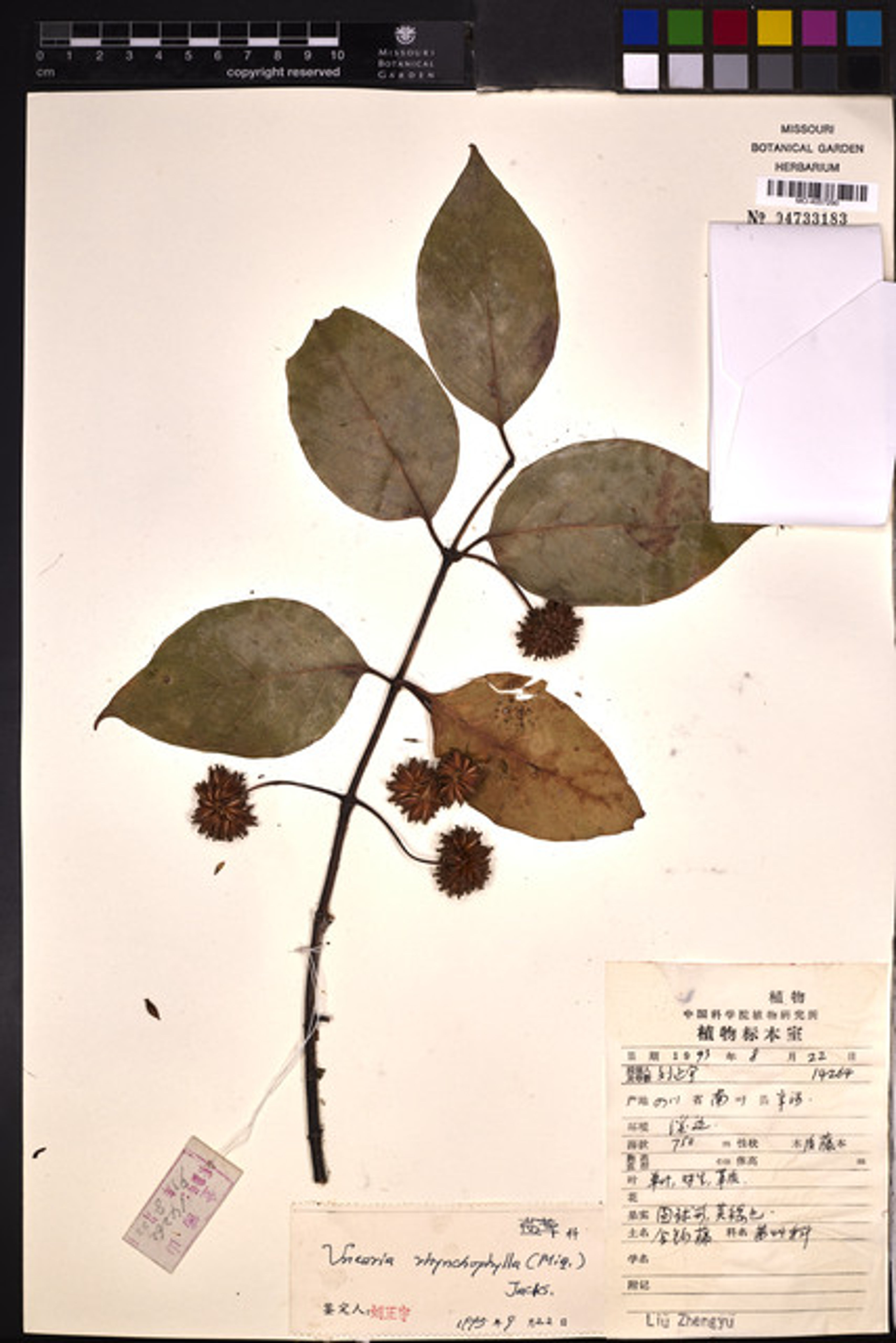 Uncaria rhynchophylla - 29