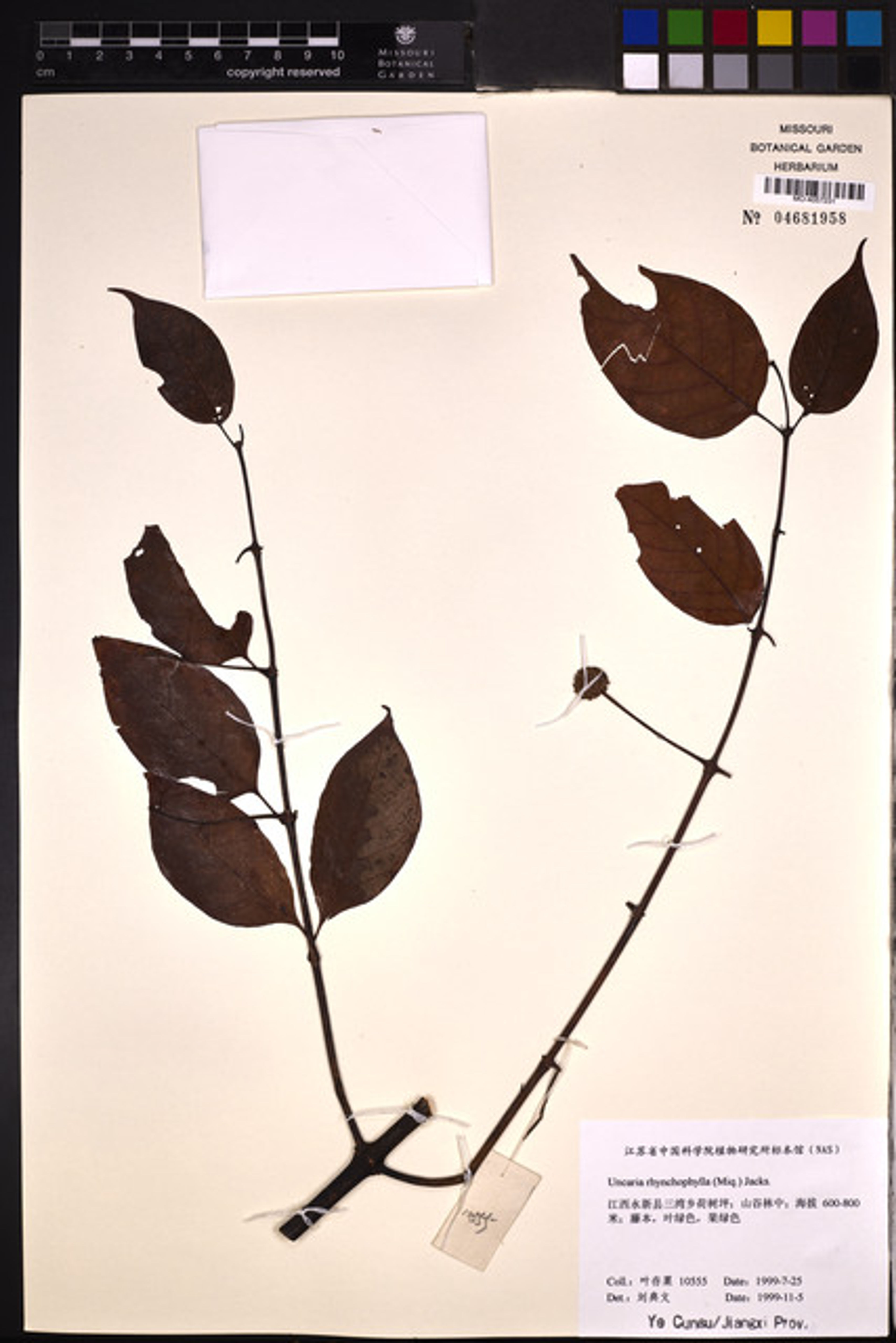 Uncaria rhynchophylla - 23