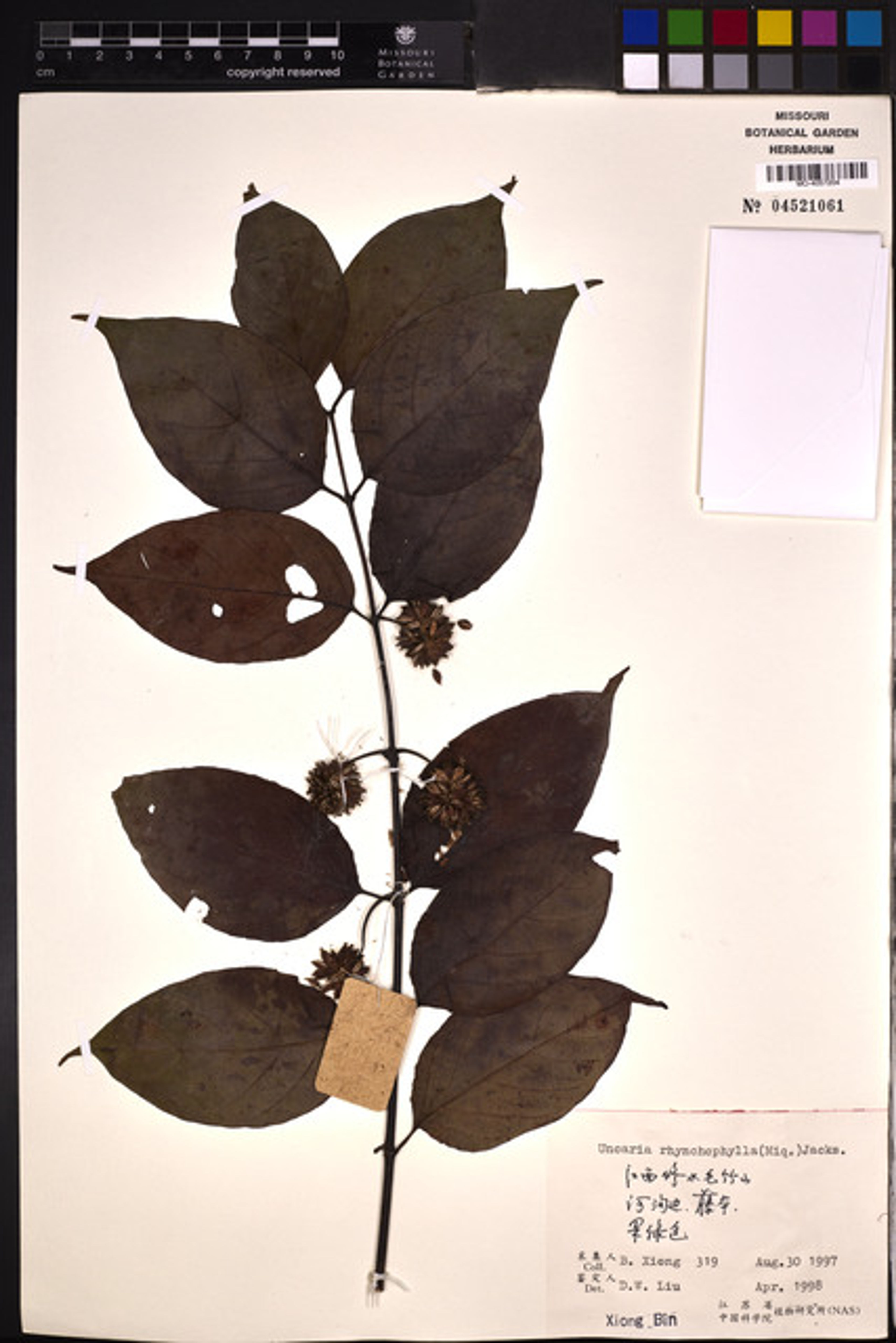 Uncaria rhynchophylla - 22